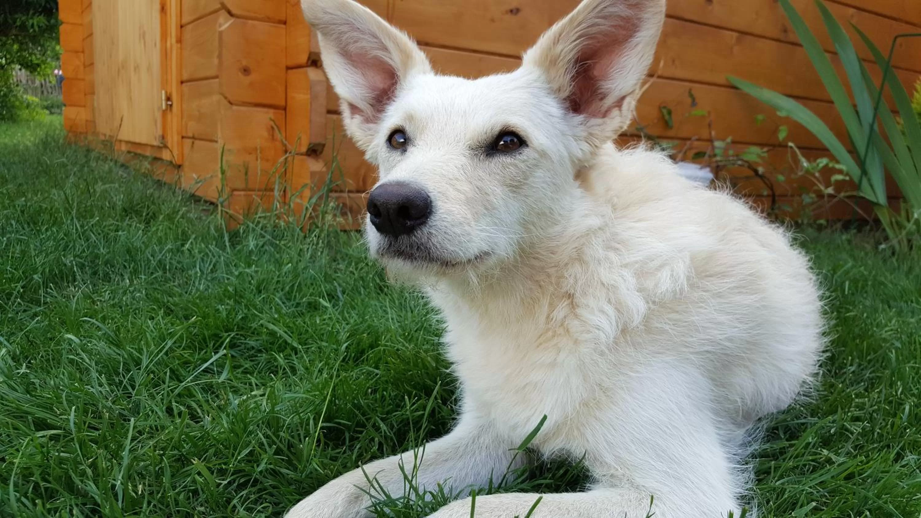 Pets in Hotel-Restaurant Mayerhofer