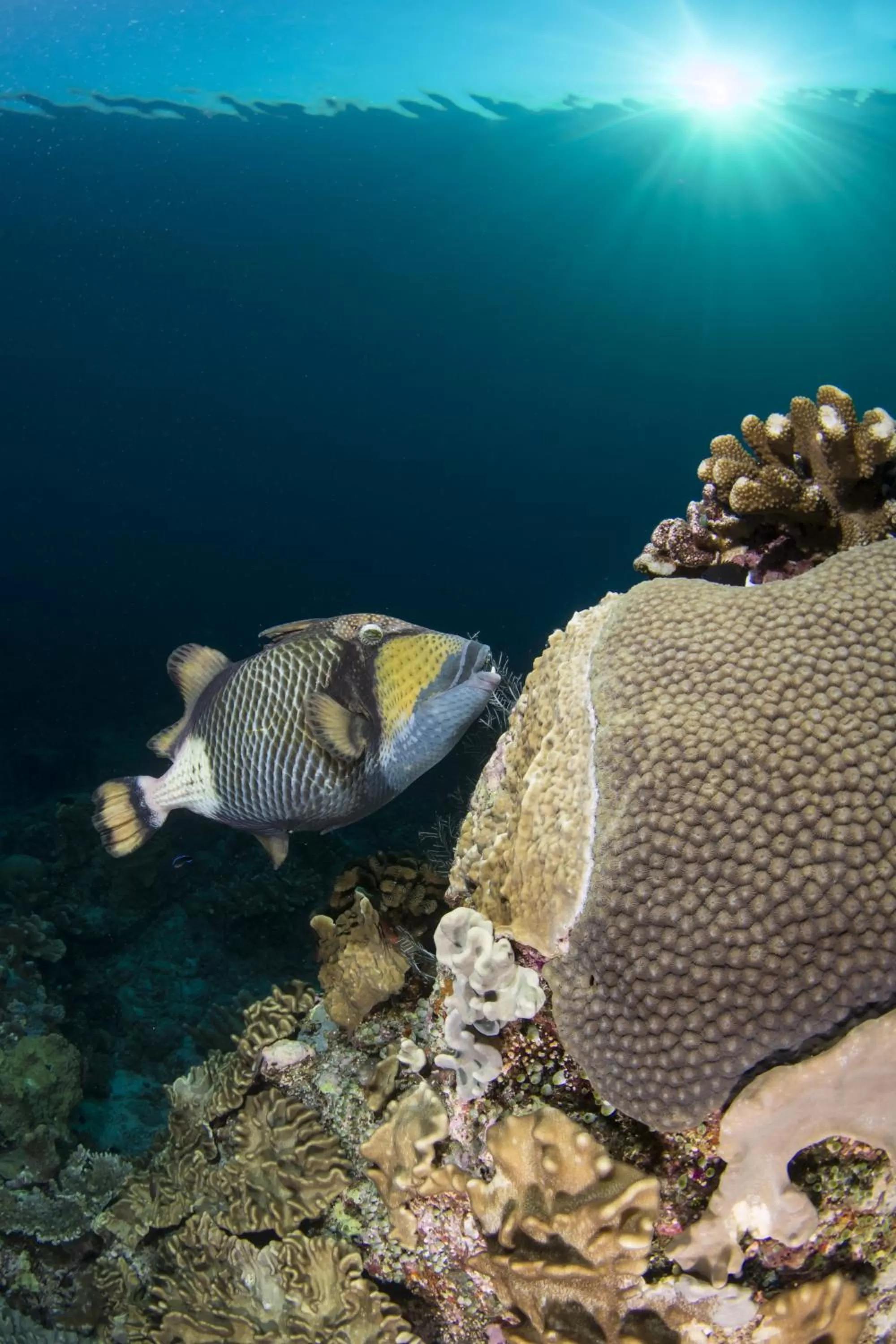 Diving in Punta Bulata White Beach Resort & Spa