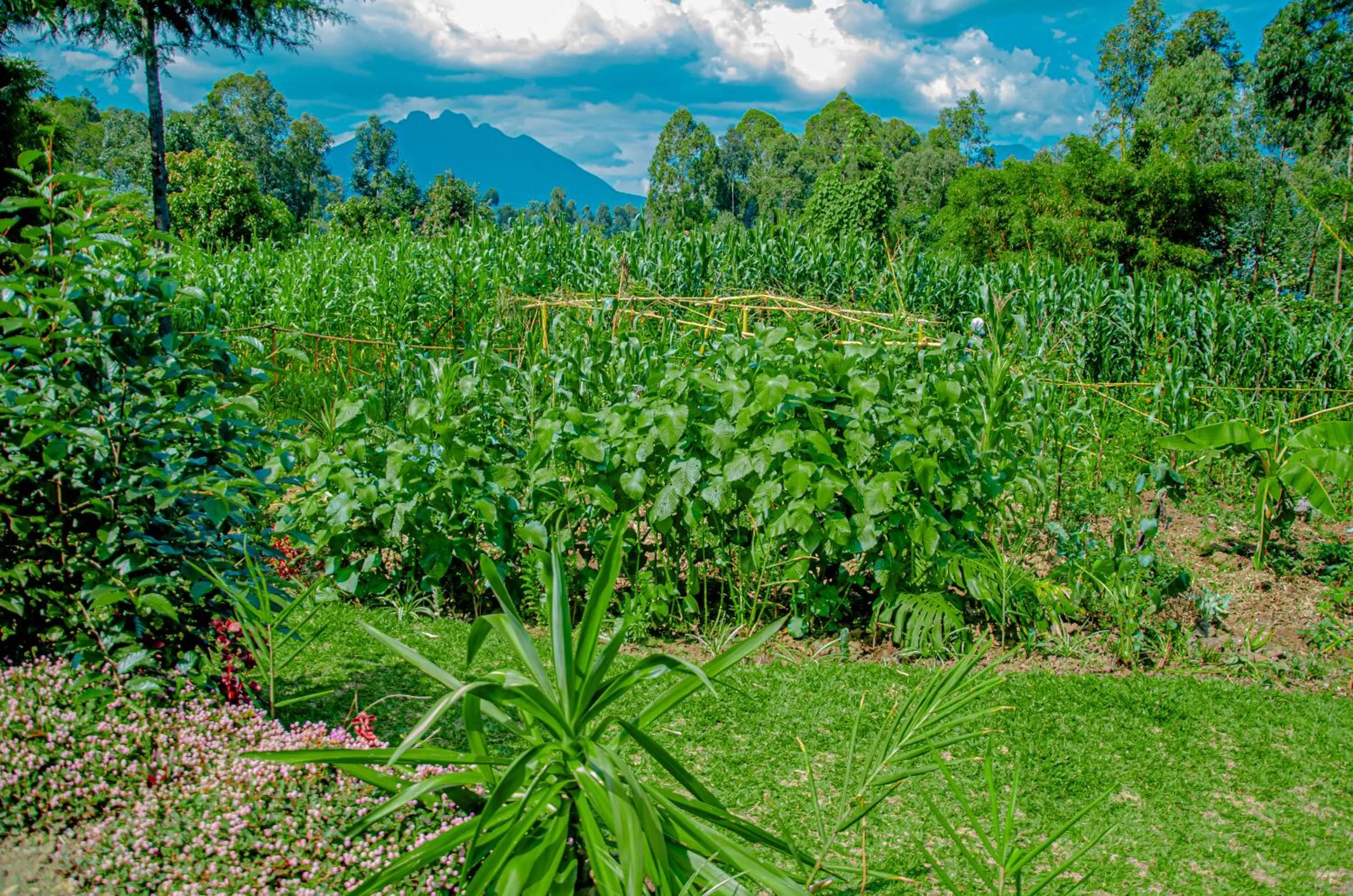 Garden in Fravan Eco Resort By Apogee