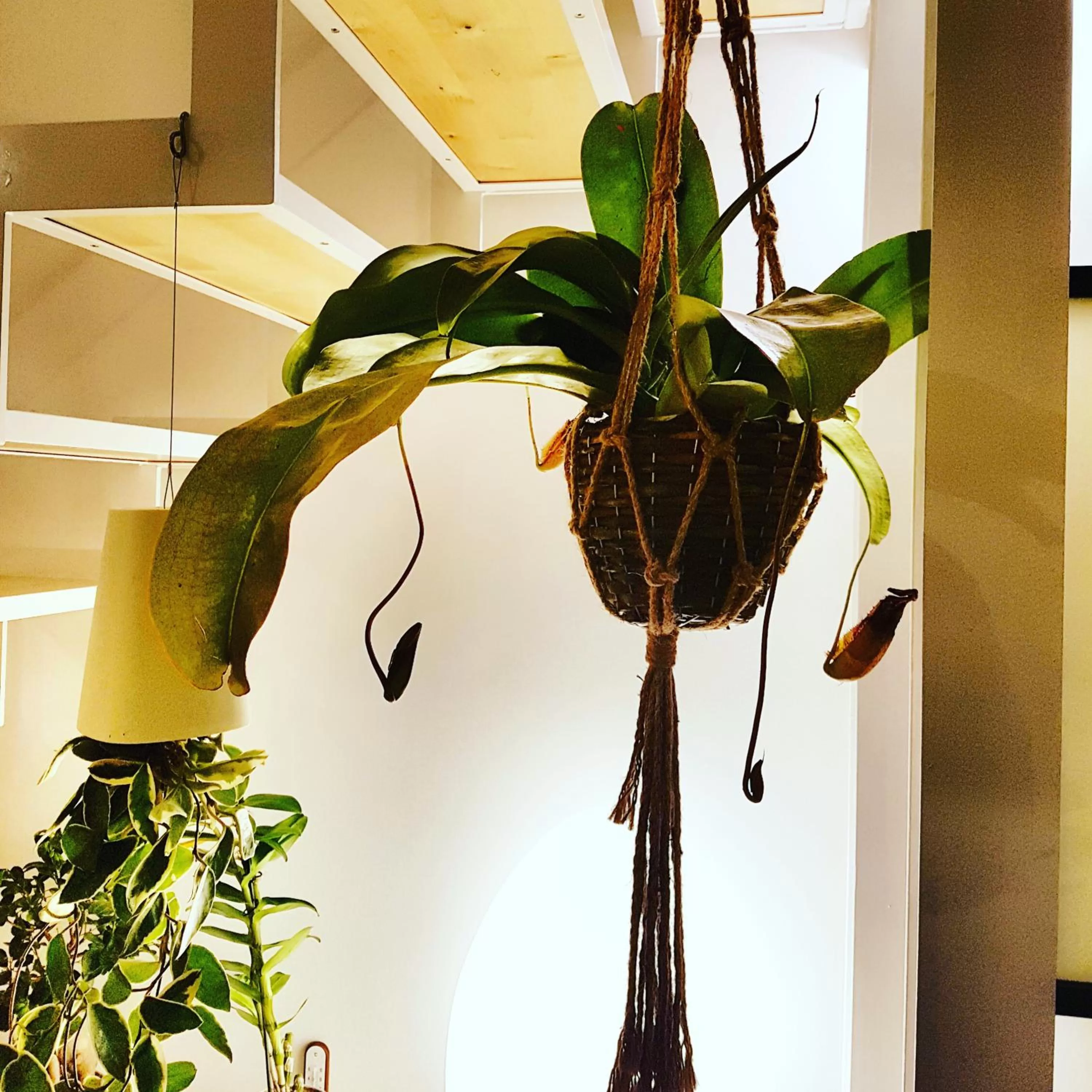 Decorative detail in Ovo - Slow Travel