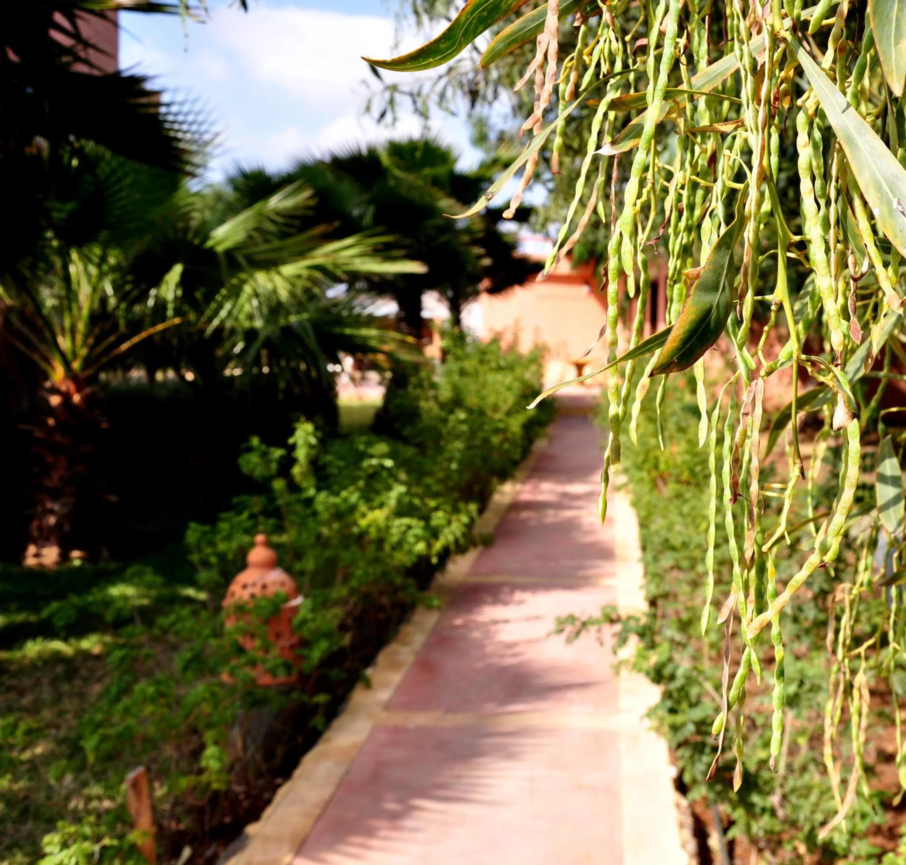 Garden view in Riad Hamdani