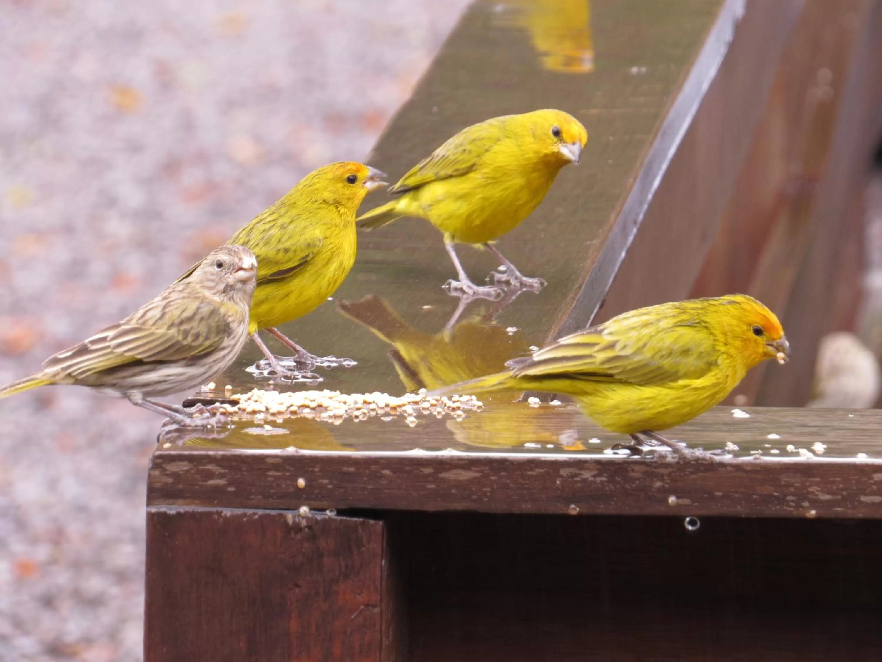 Animals in Bina's Haus Pousada, Cafeteria e Atelier