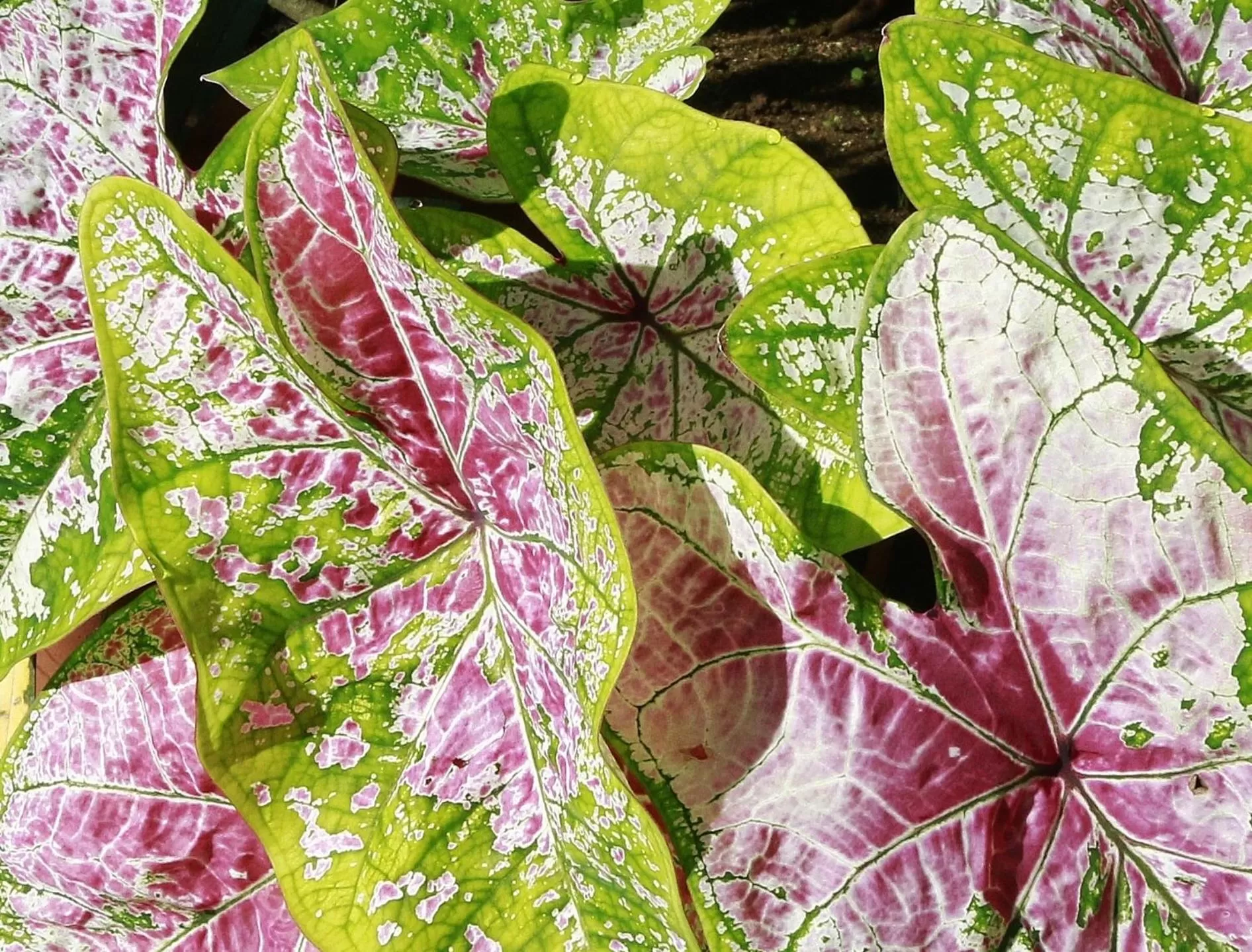 Natural landscape in Hotel Santo Vanuatu