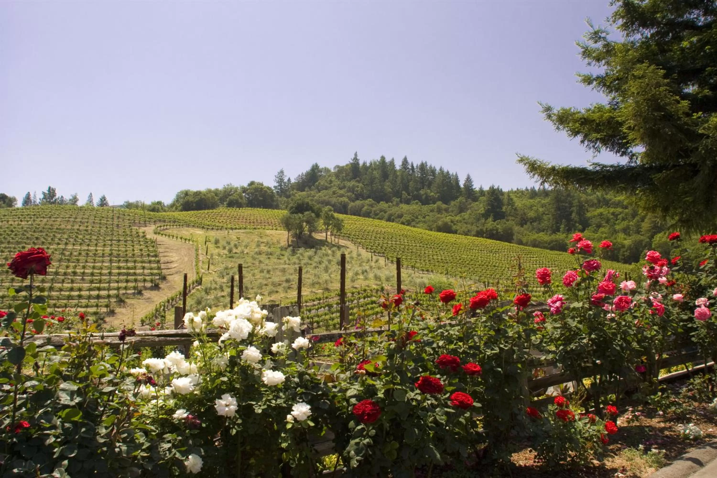 Spring in Super 8 Ukiah by Wyndham