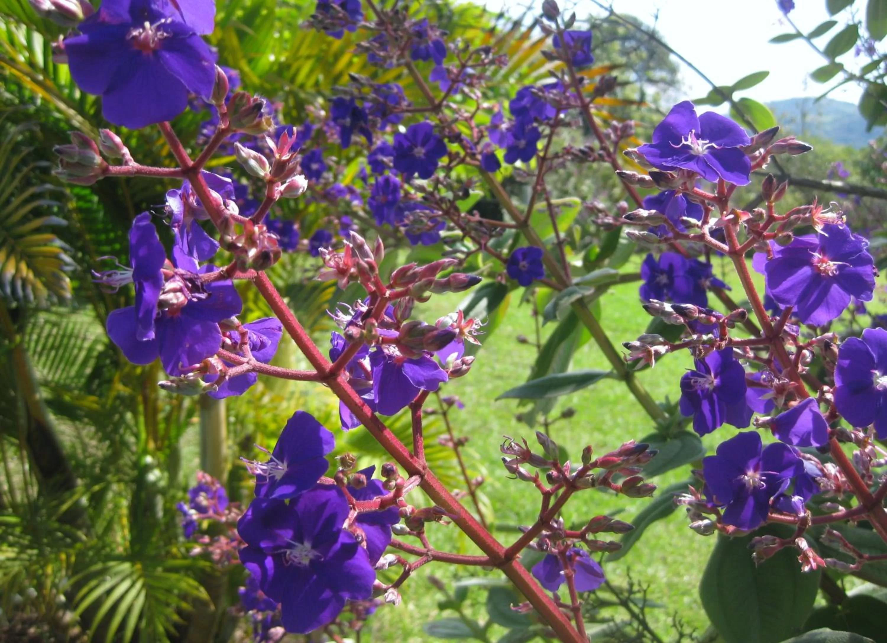 Garden in Finca El Cielo