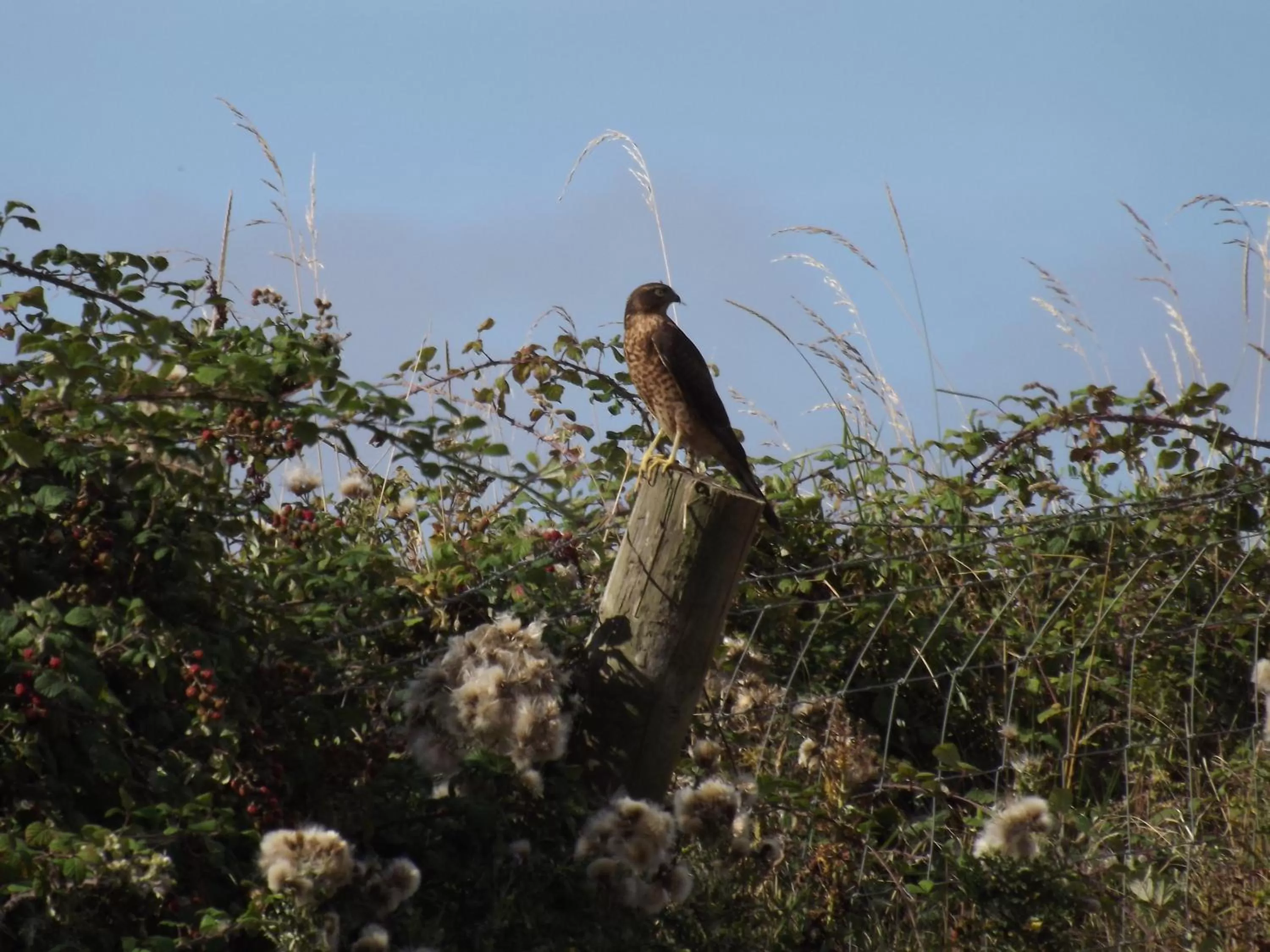 Animals in Brambles Bed and Breakfast