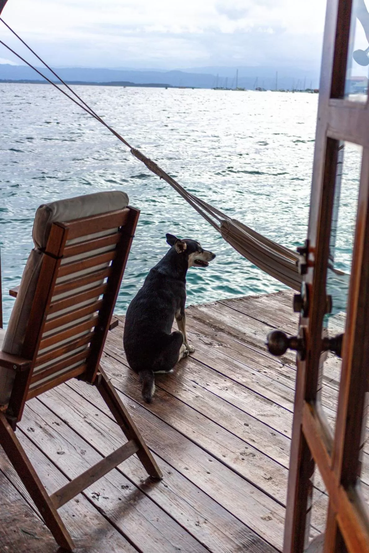 Other Animals in Casa Acuario Boutique Hotel