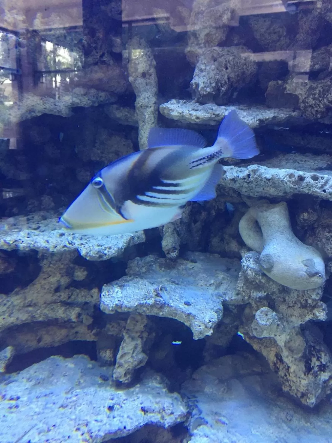 Animals in V20 Boutique Jacuzzi Hotel