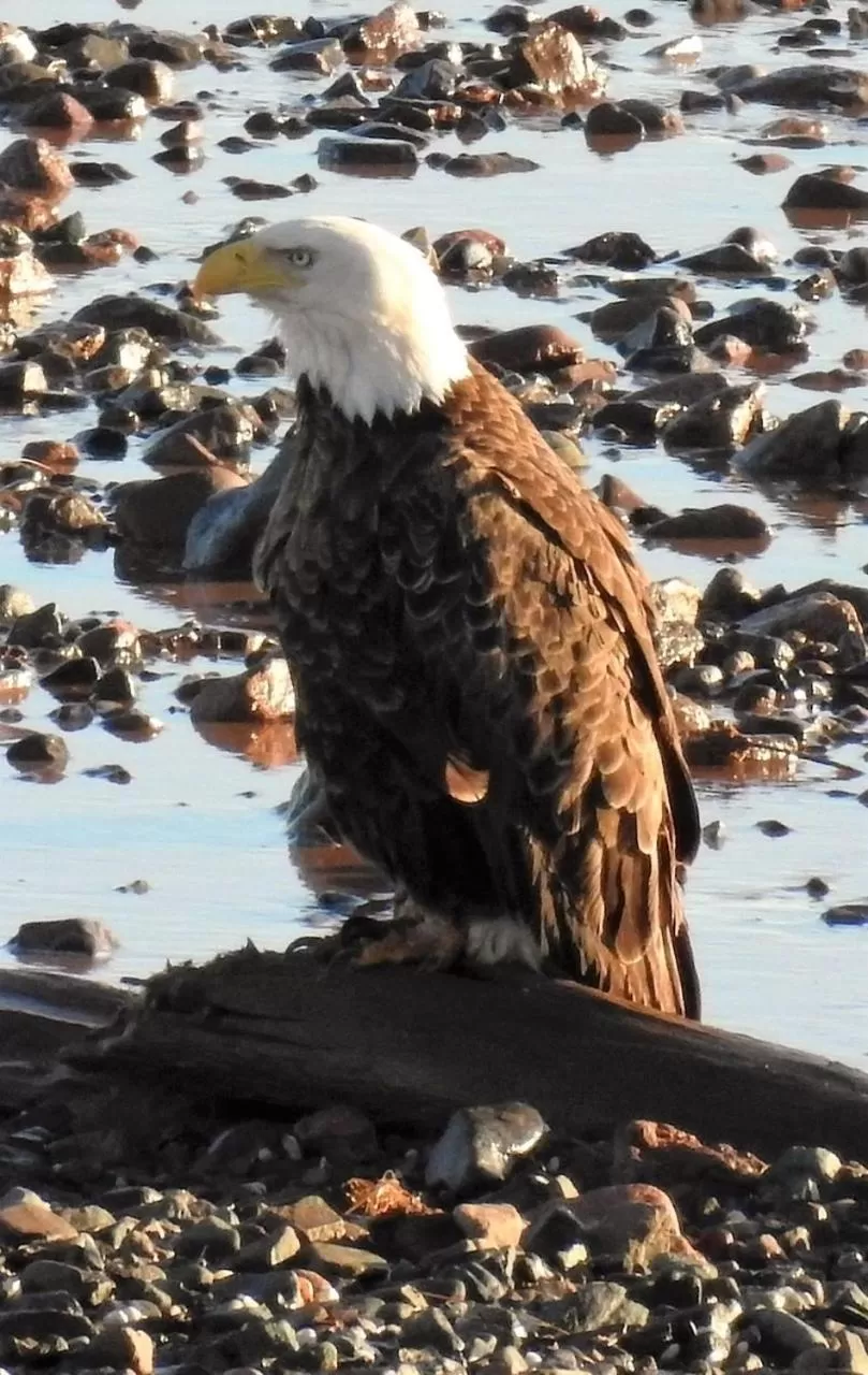 Natural landscape in Cresthaven By the Sea