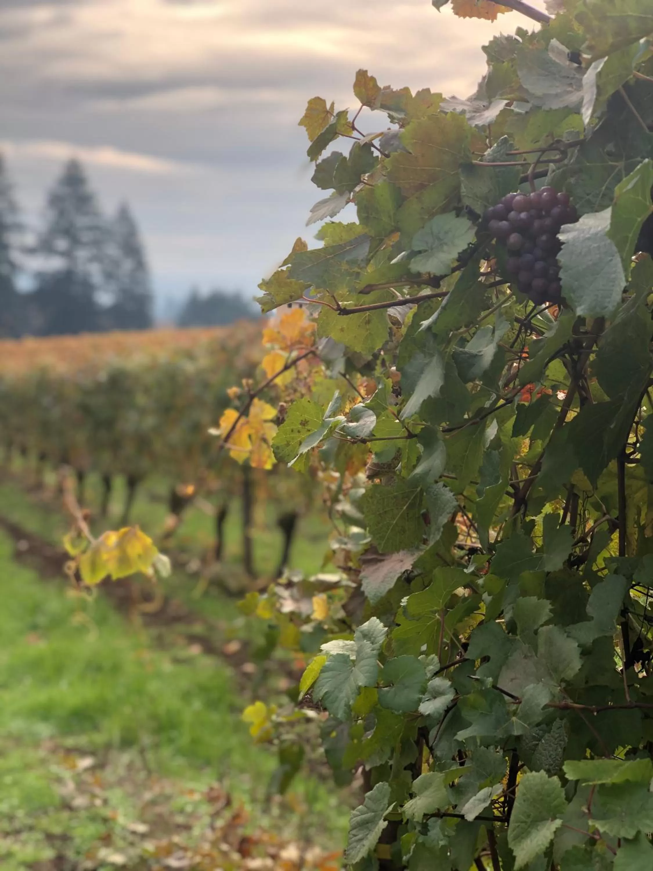 Garden in The Setting Inn Willamette Valley