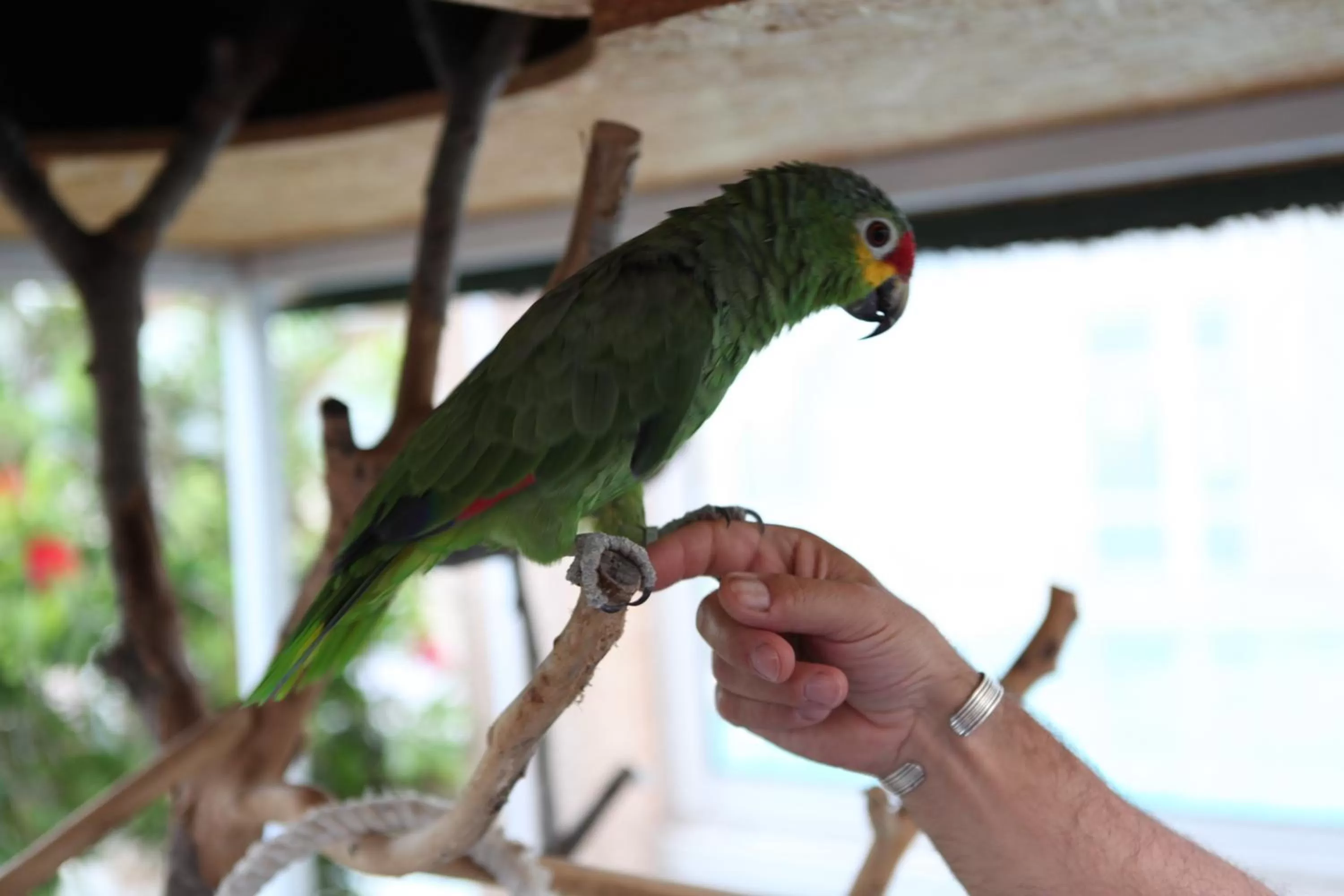 Animals in Hotel & Spa Gil de France Cap d'Agde