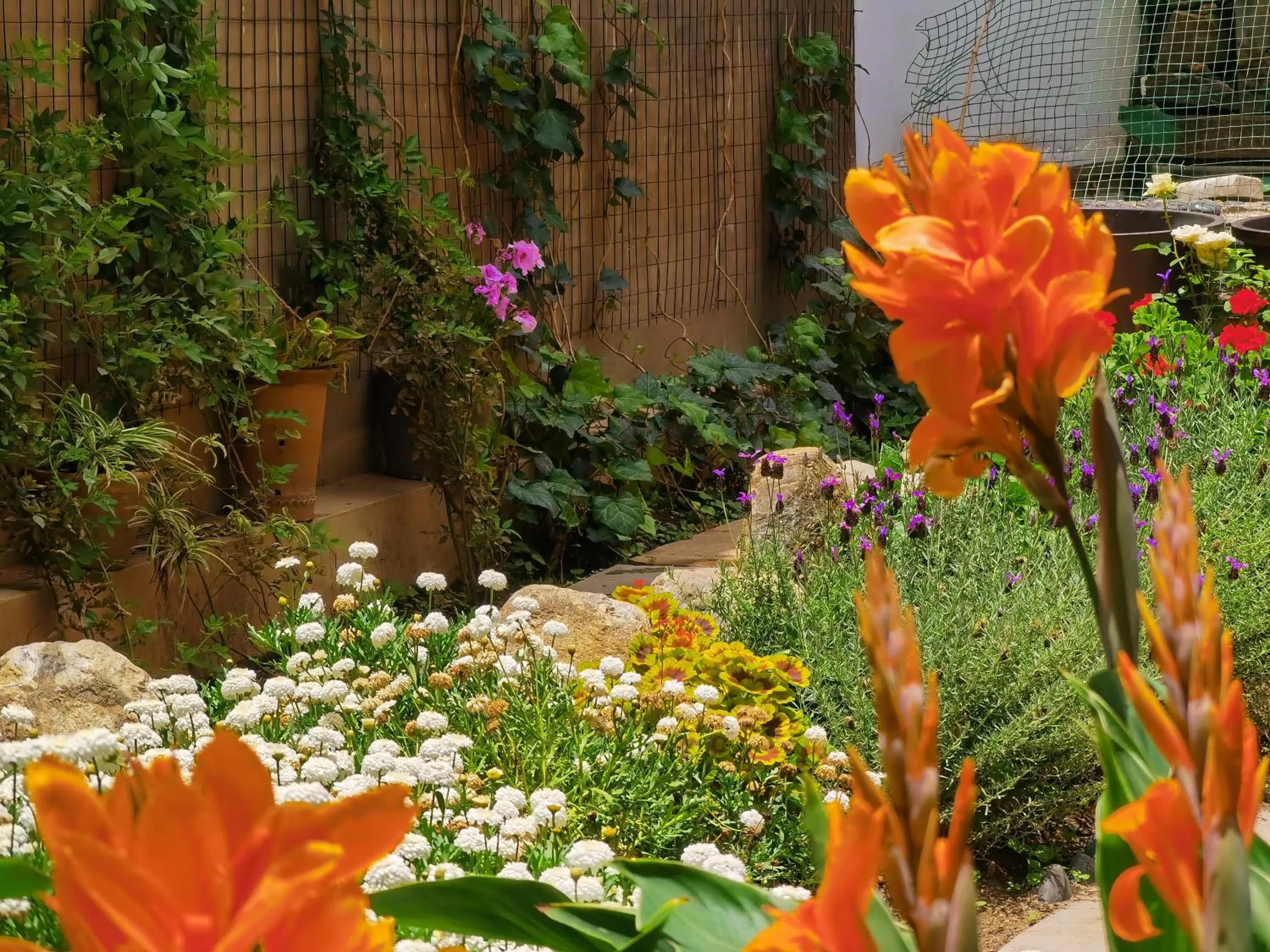 Spring, Garden in The Lily Pad Inn