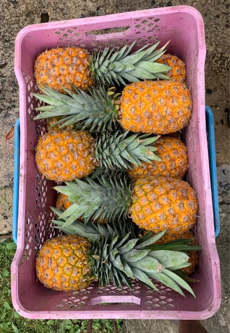 Food close-up, Food in Sand Dollar Beach Bed & Breakfast