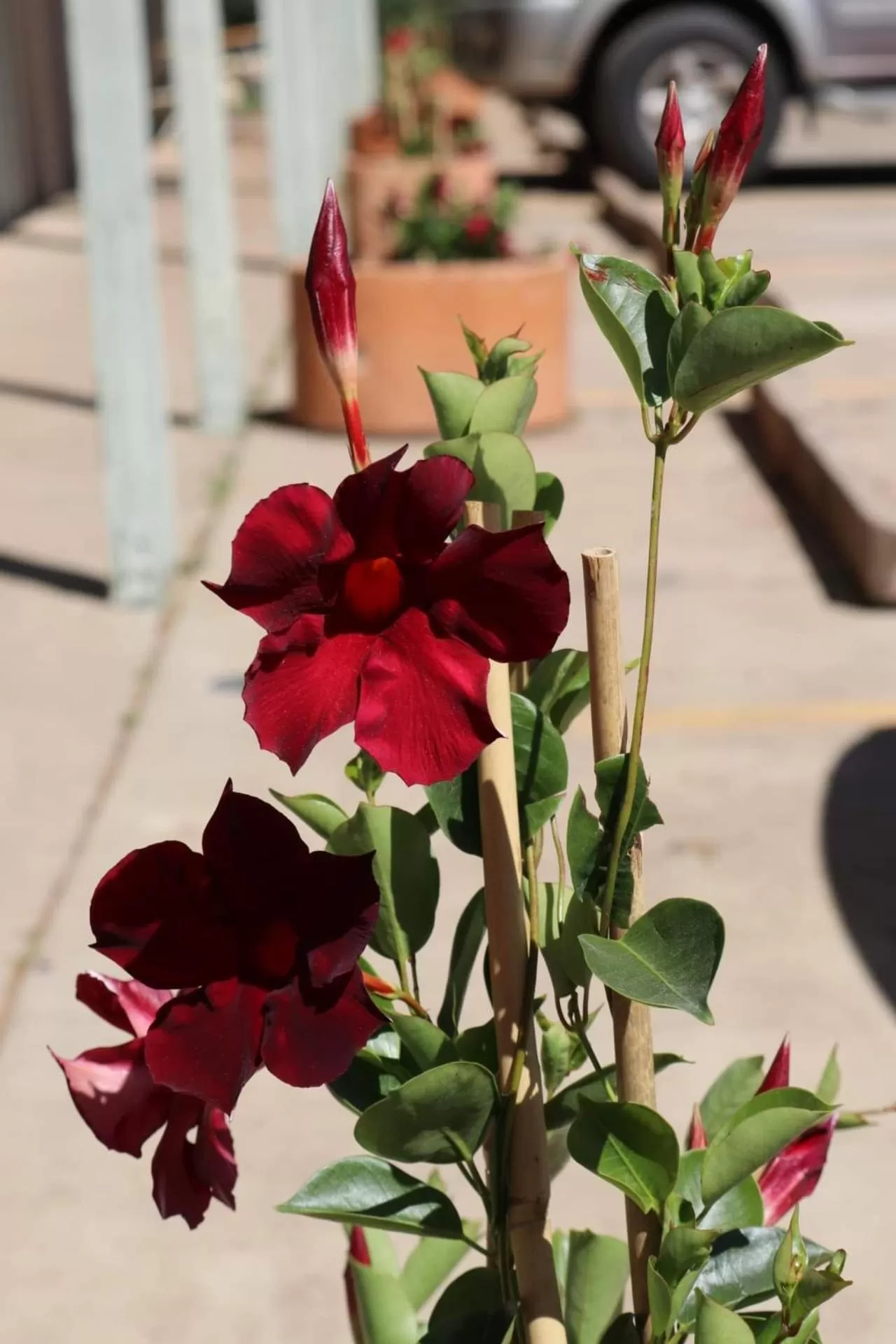 Property building in Brownsville Motel