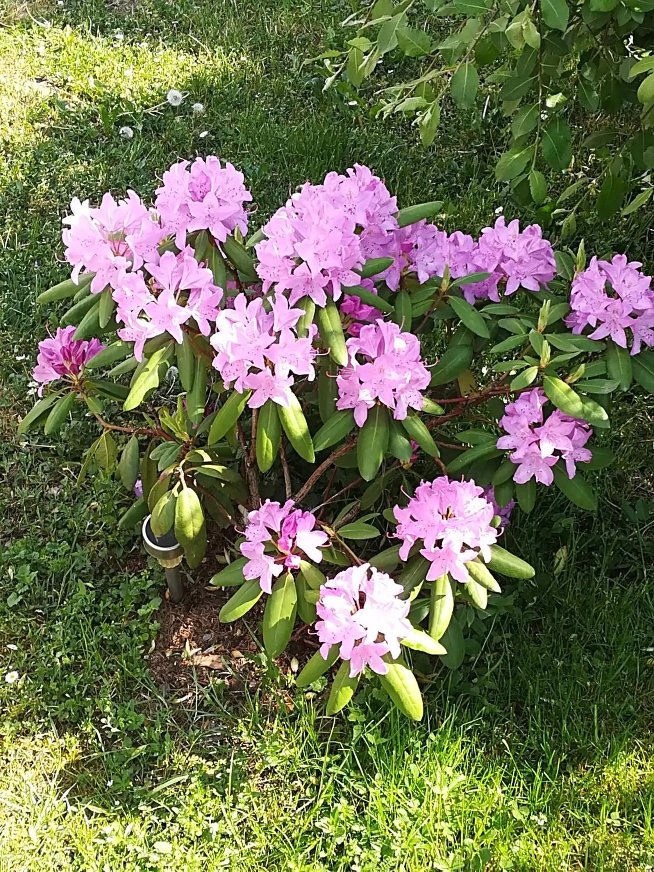 Spring, Garden in Nárcisz B&B