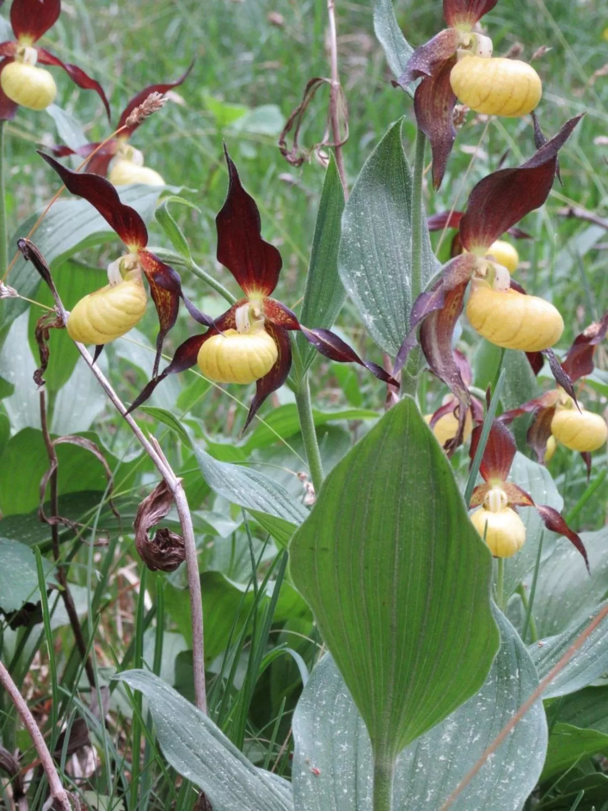 Natural landscape in Hotel Haus Orchideental Jena