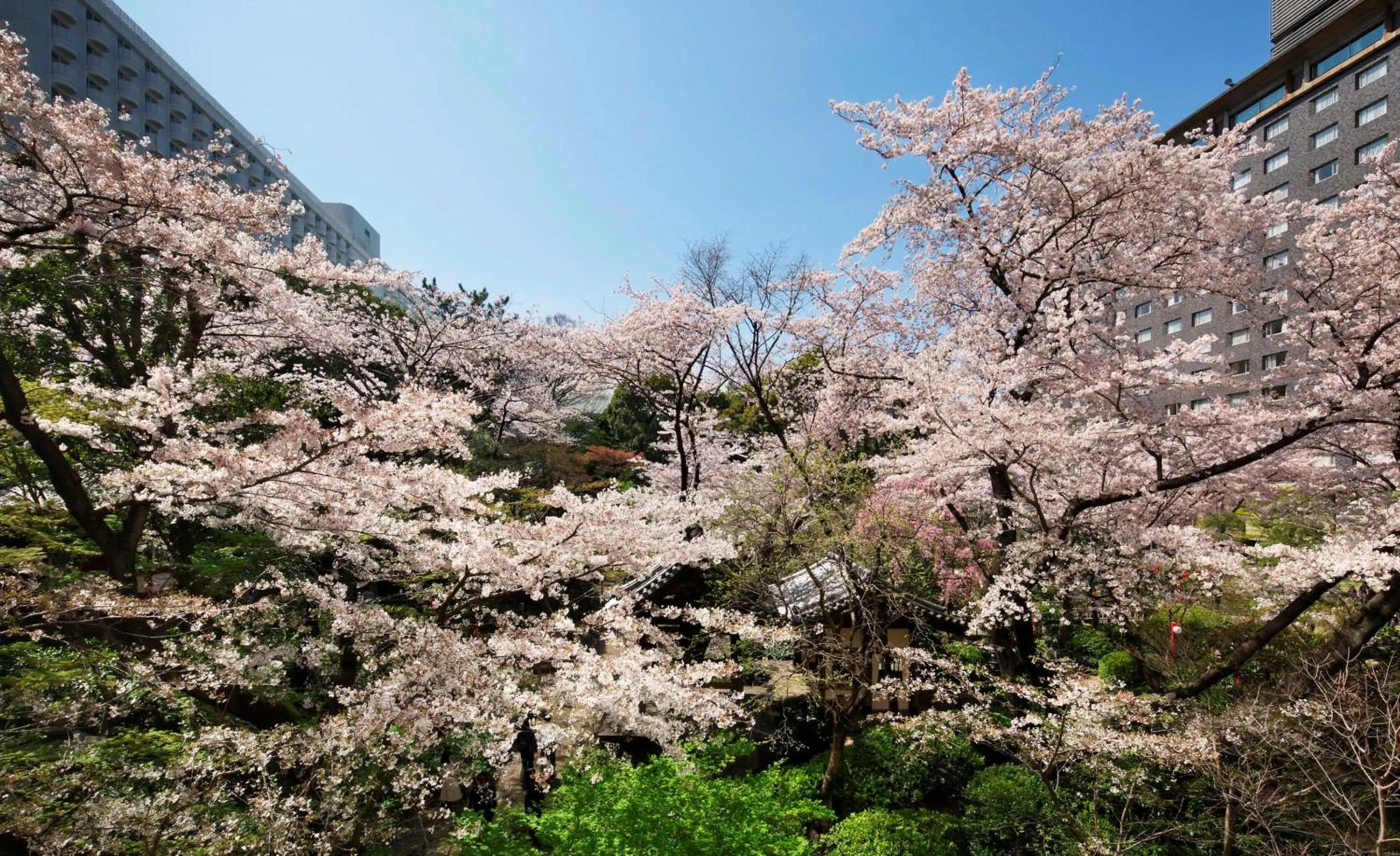 Spring in The Prince Sakura Tower Tokyo, Autograph Collection