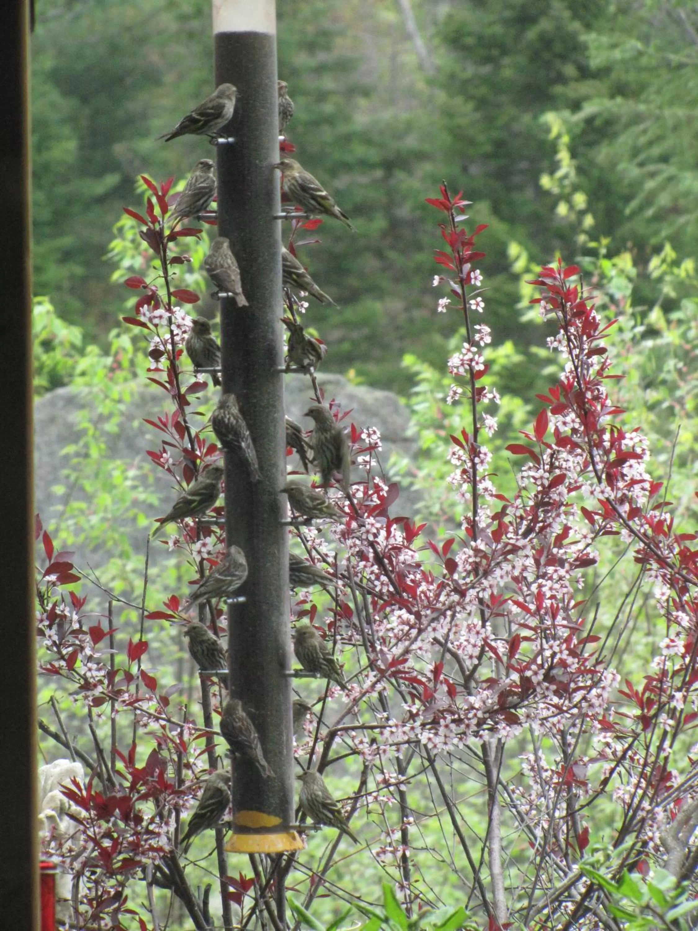 Animals, Other Animals in Shambhala Bed and Breakfast