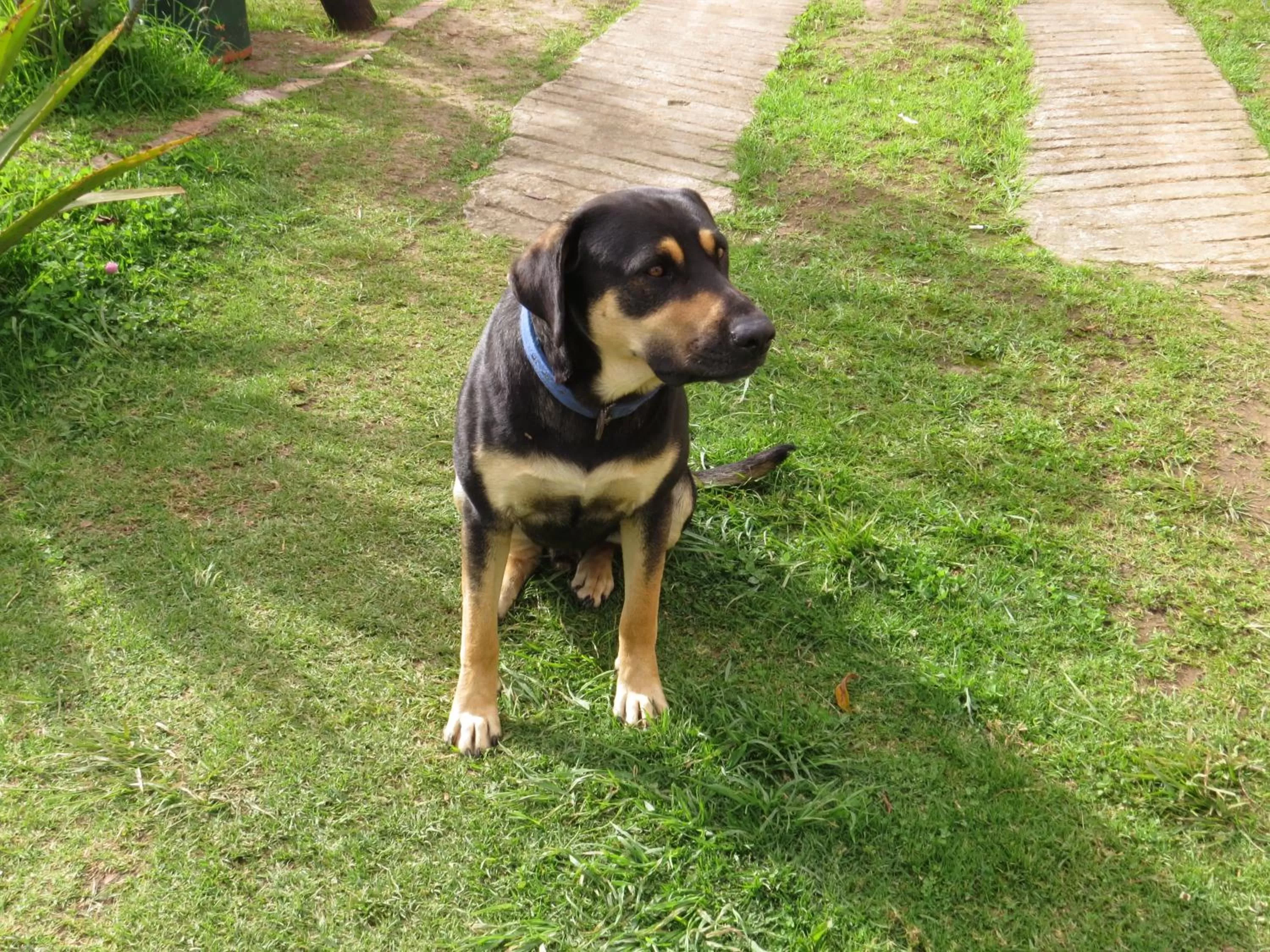 Pets in El Pedregal Sopó