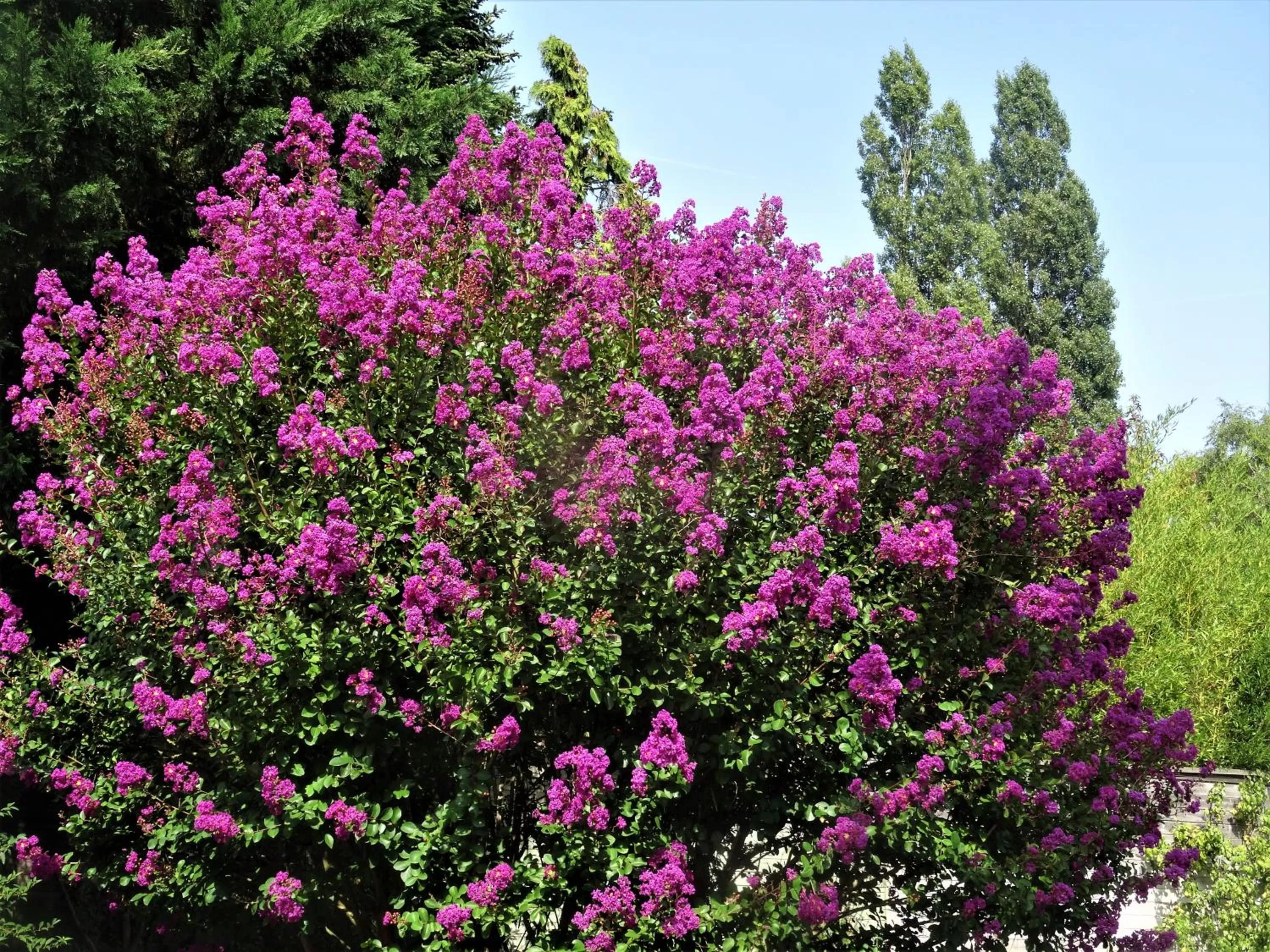 Garden in Villa La Clef Des Champs