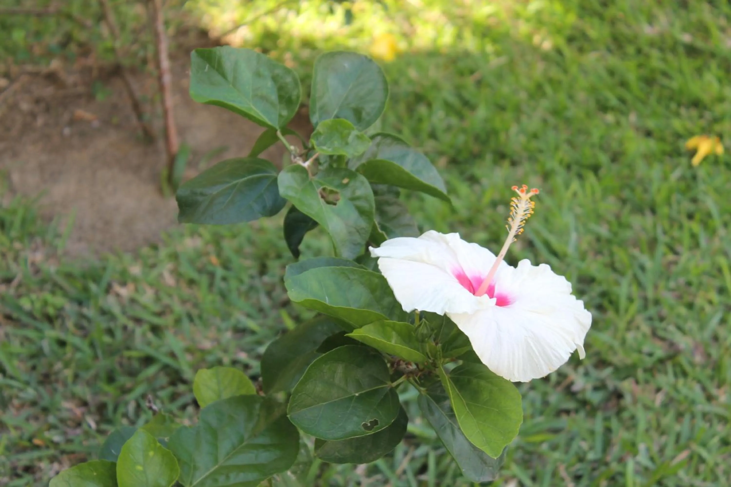 Garden in Grand Bay Suites