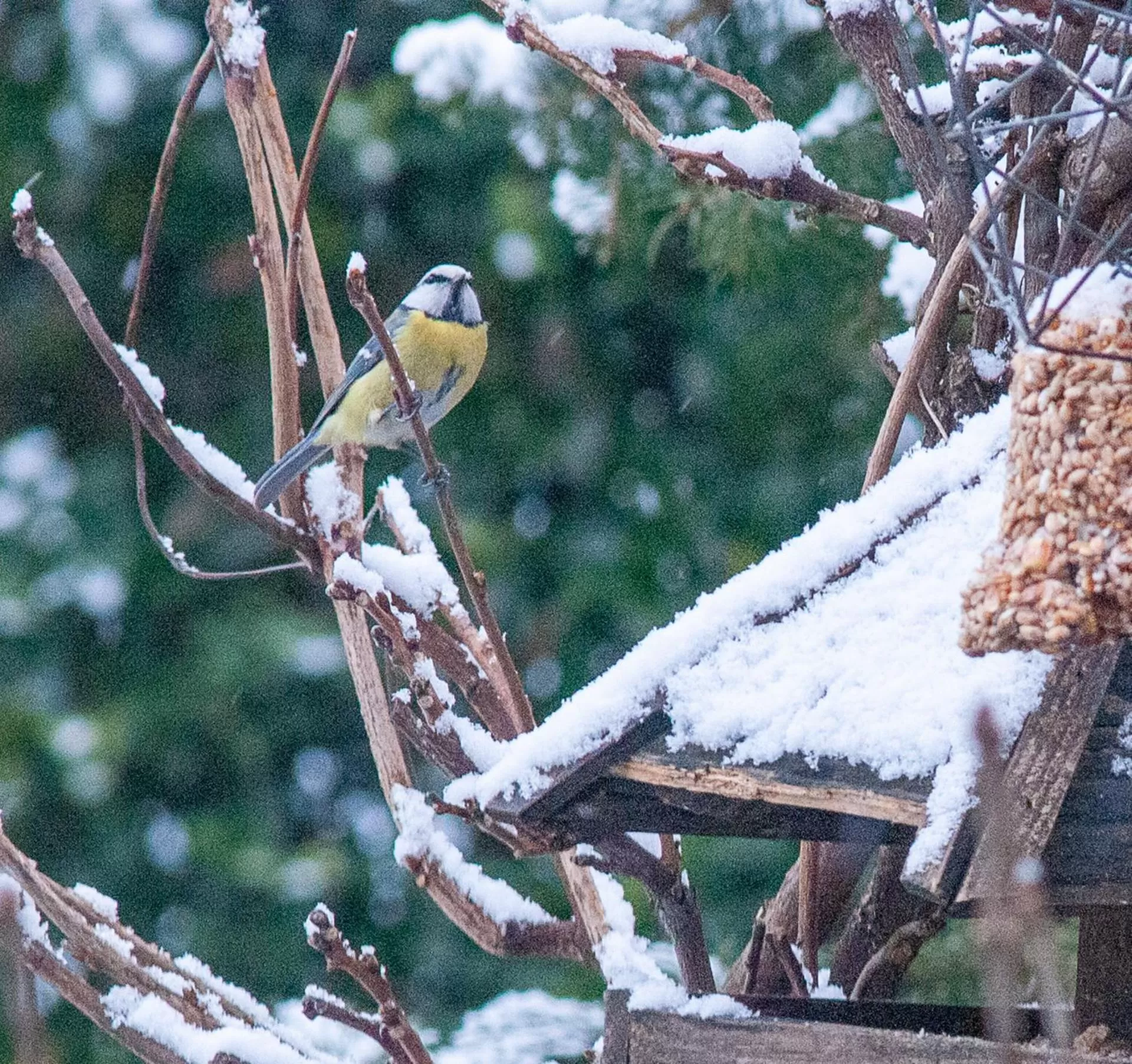 Animals, Other Animals in BBnaon