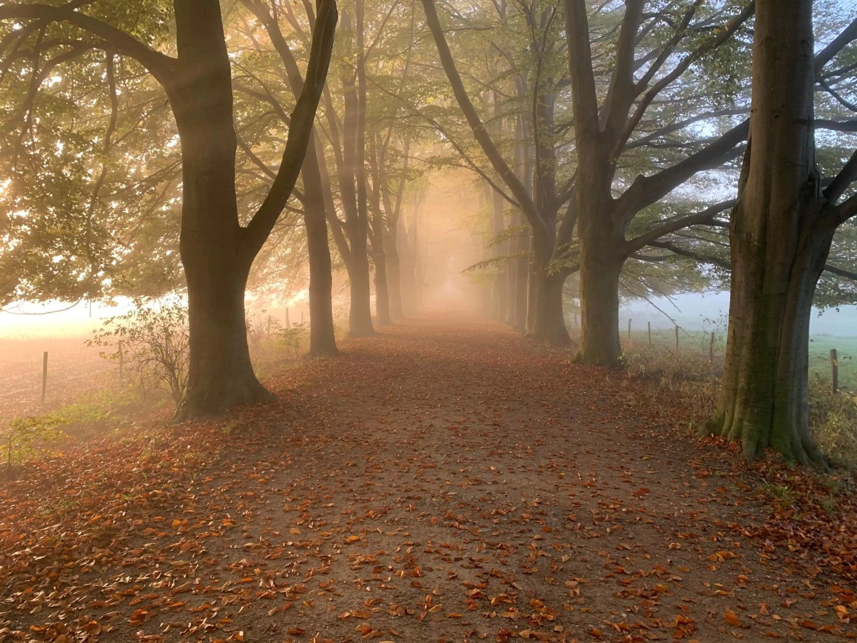 Natural landscape in Hotel Atlanta