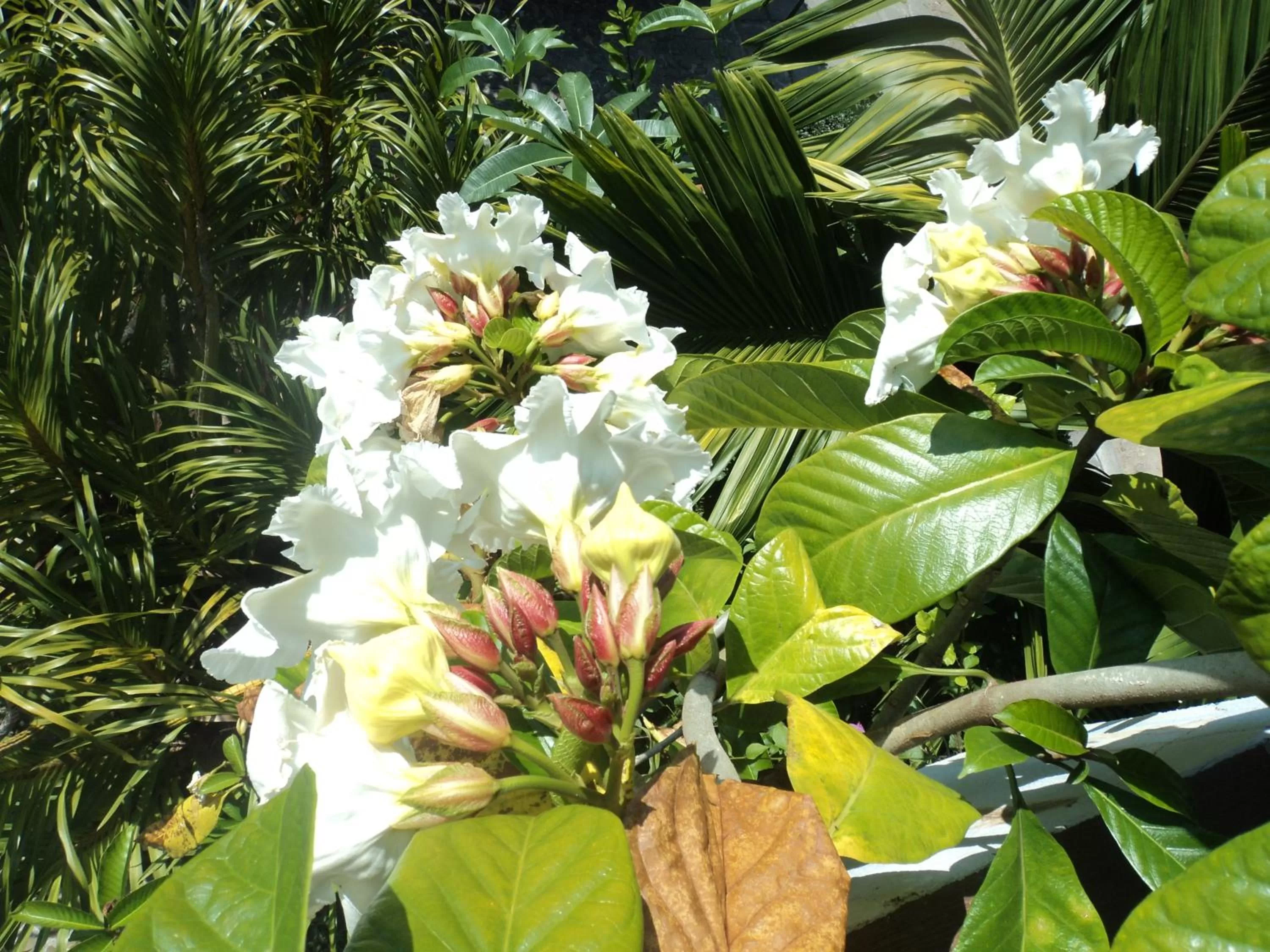 Garden in Pratum Resort