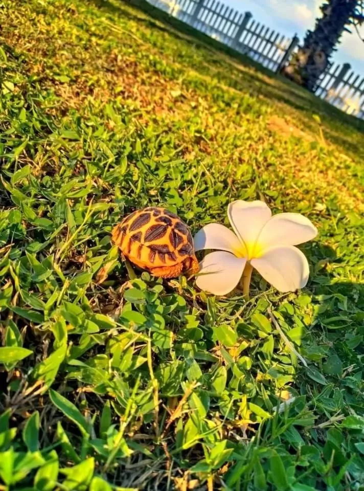 Garden in Pearl Oceanic Resort - Trincomalee