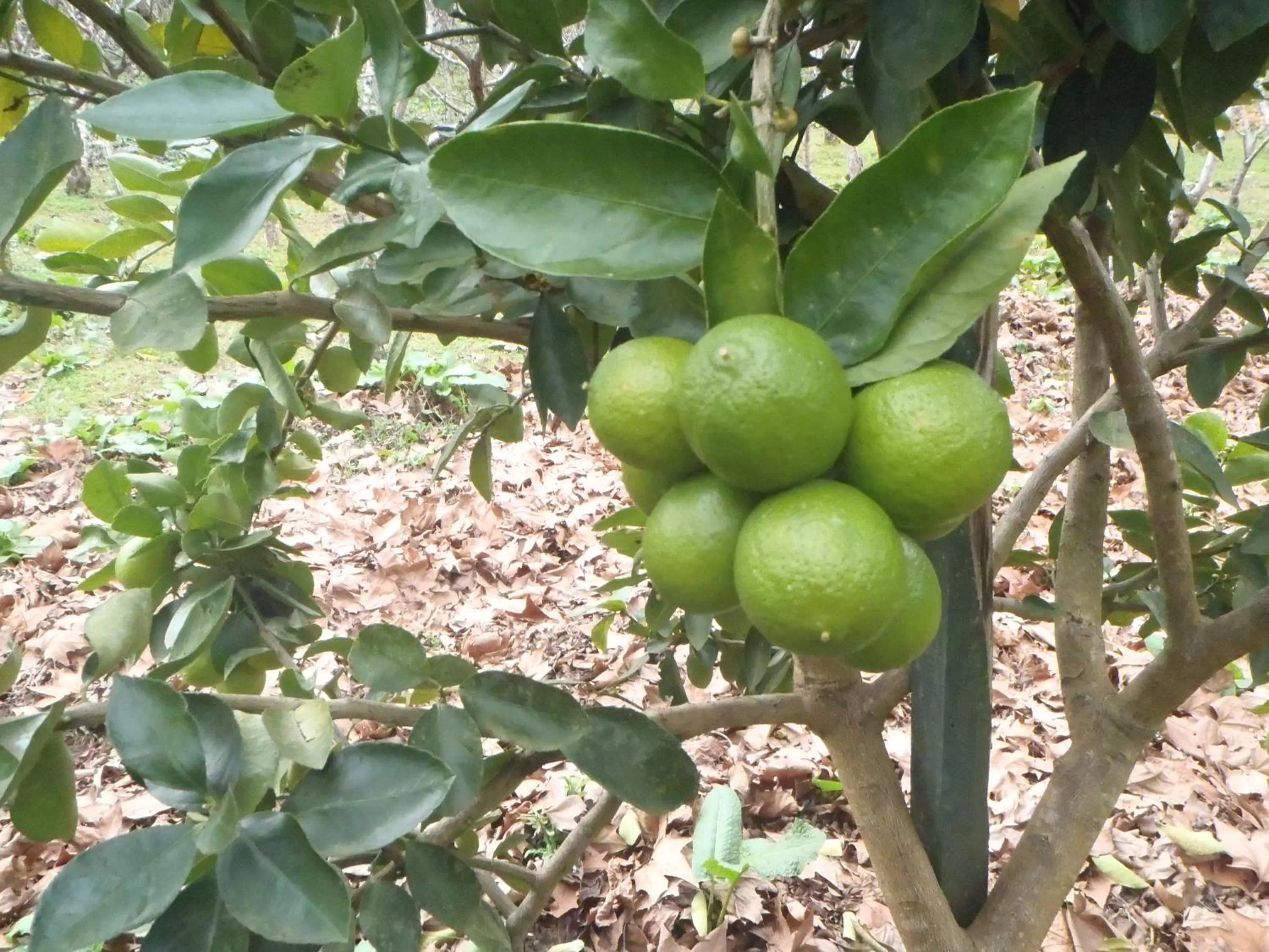 Other in Hotel Villa Michelon