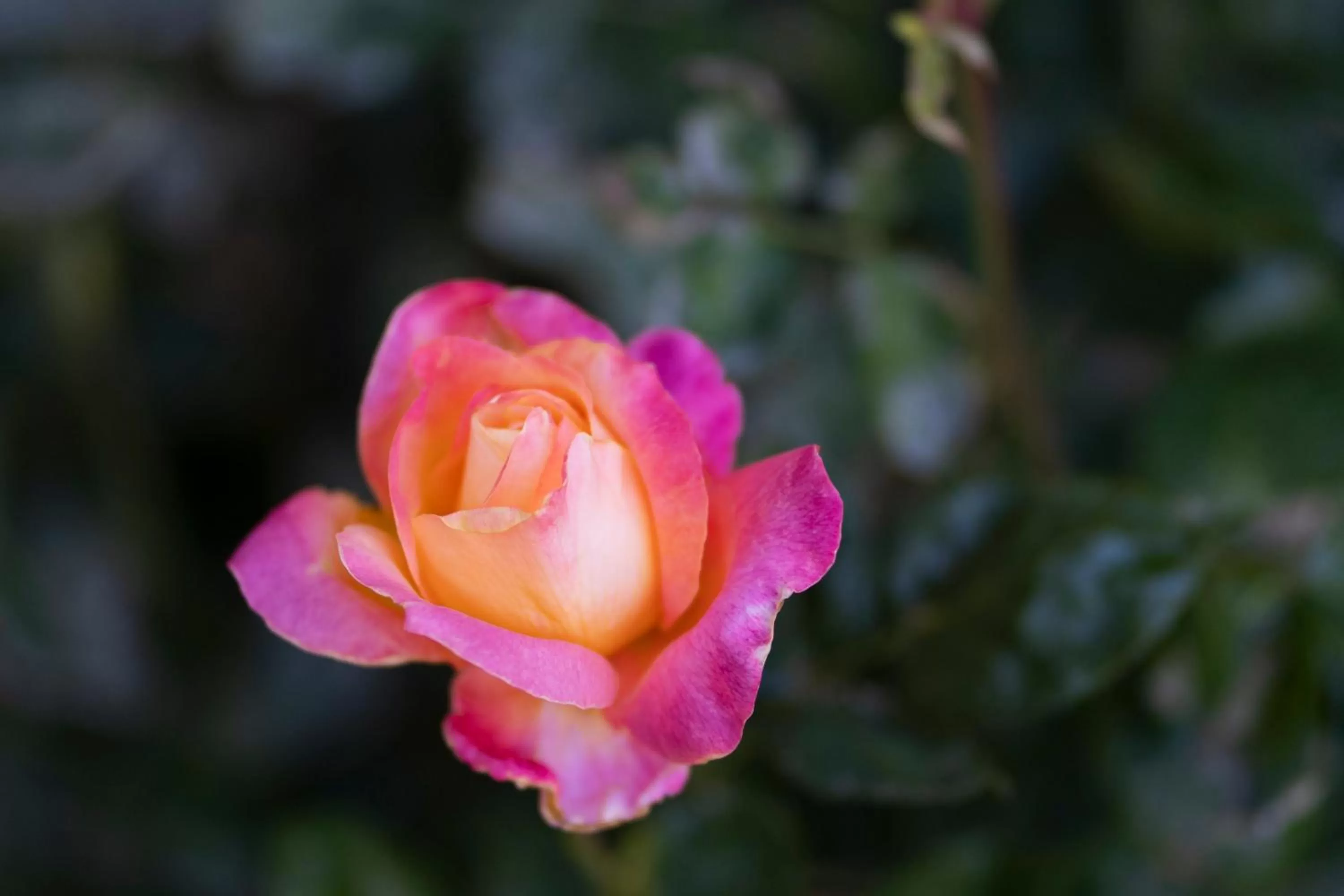 Garden in Forest Villas Hotel