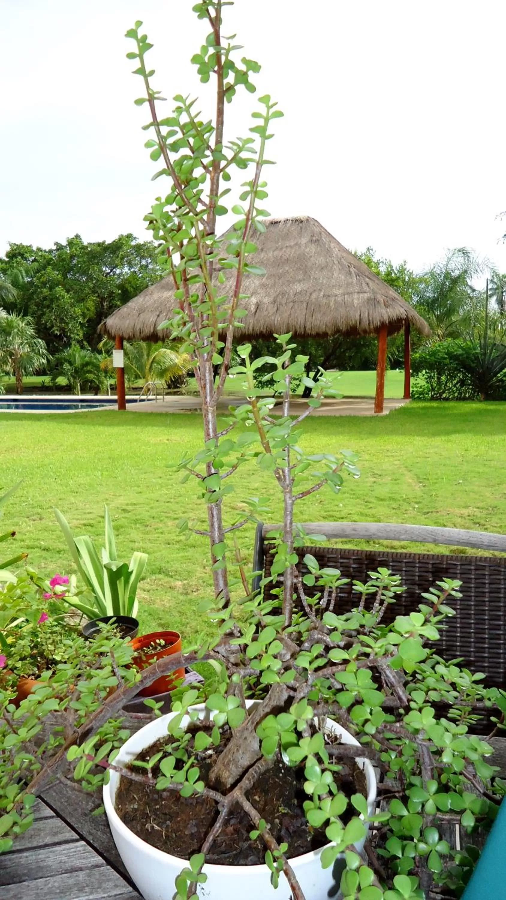 Garden in B&B Mom's House