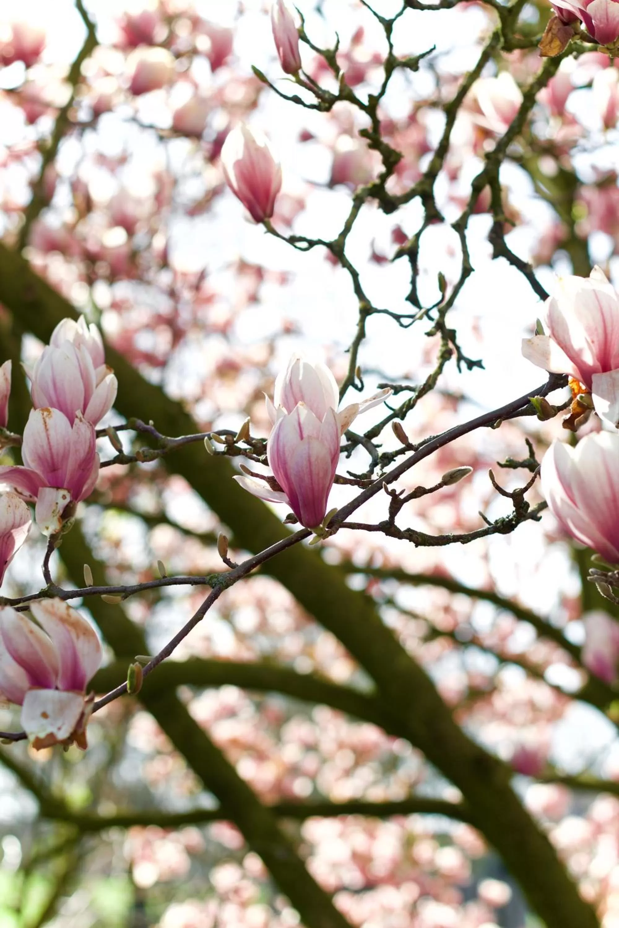 Garden, Other Animals in Bed & Breakfast Neeltje Soet