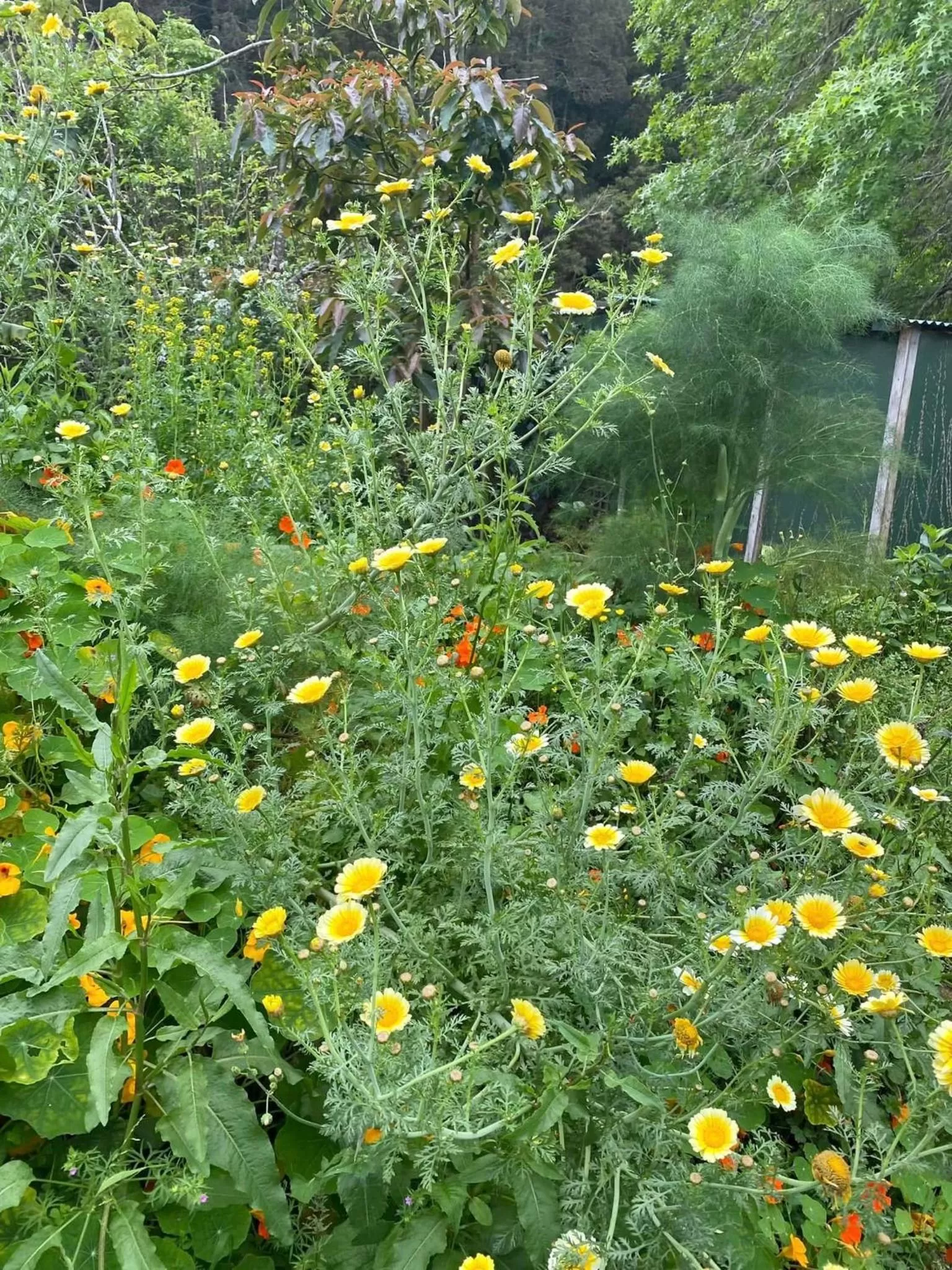 Garden in Kawai Purapura Yoga Retreat Centre