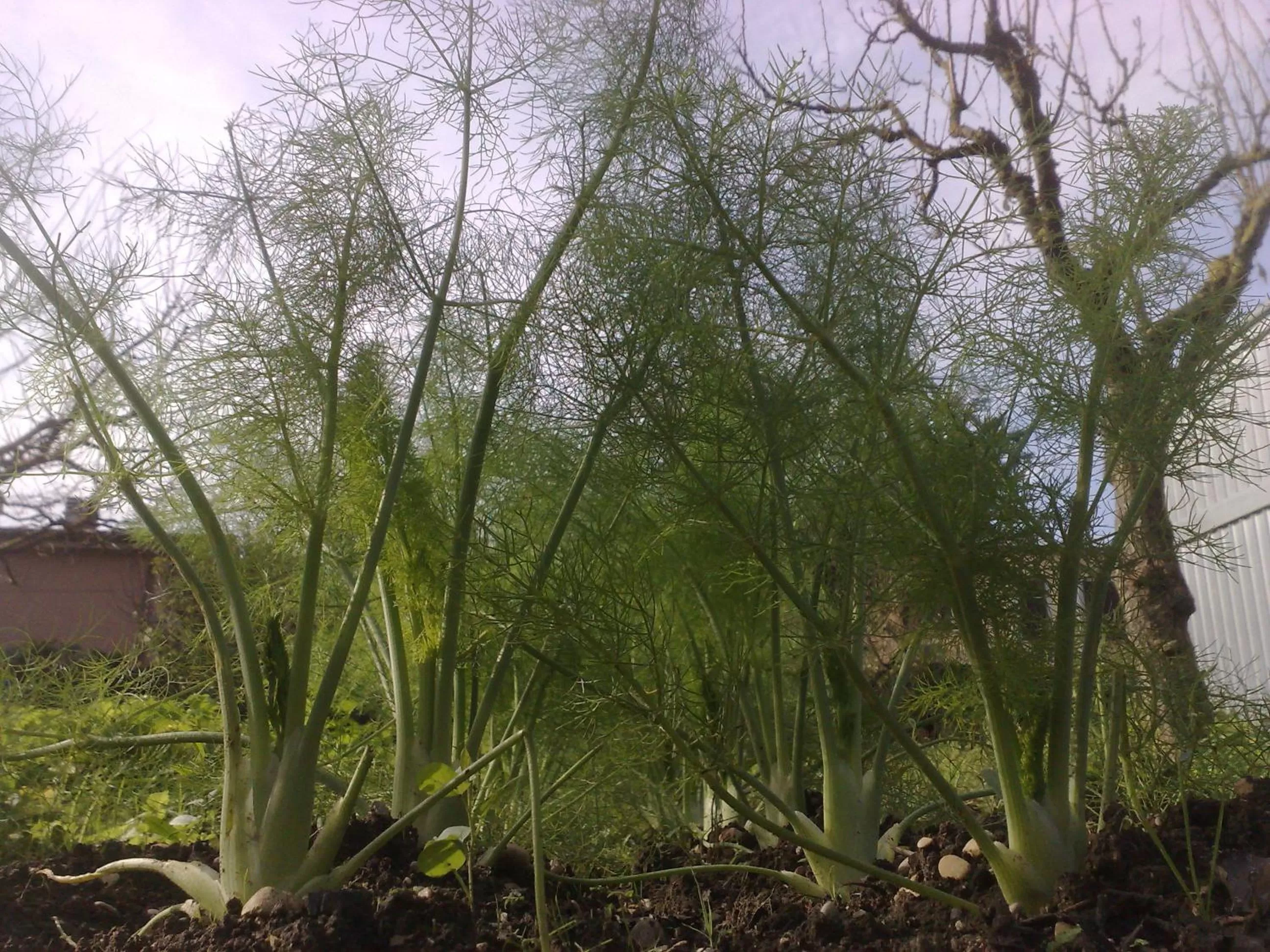 Other in B&B Il Giardino di Gabri