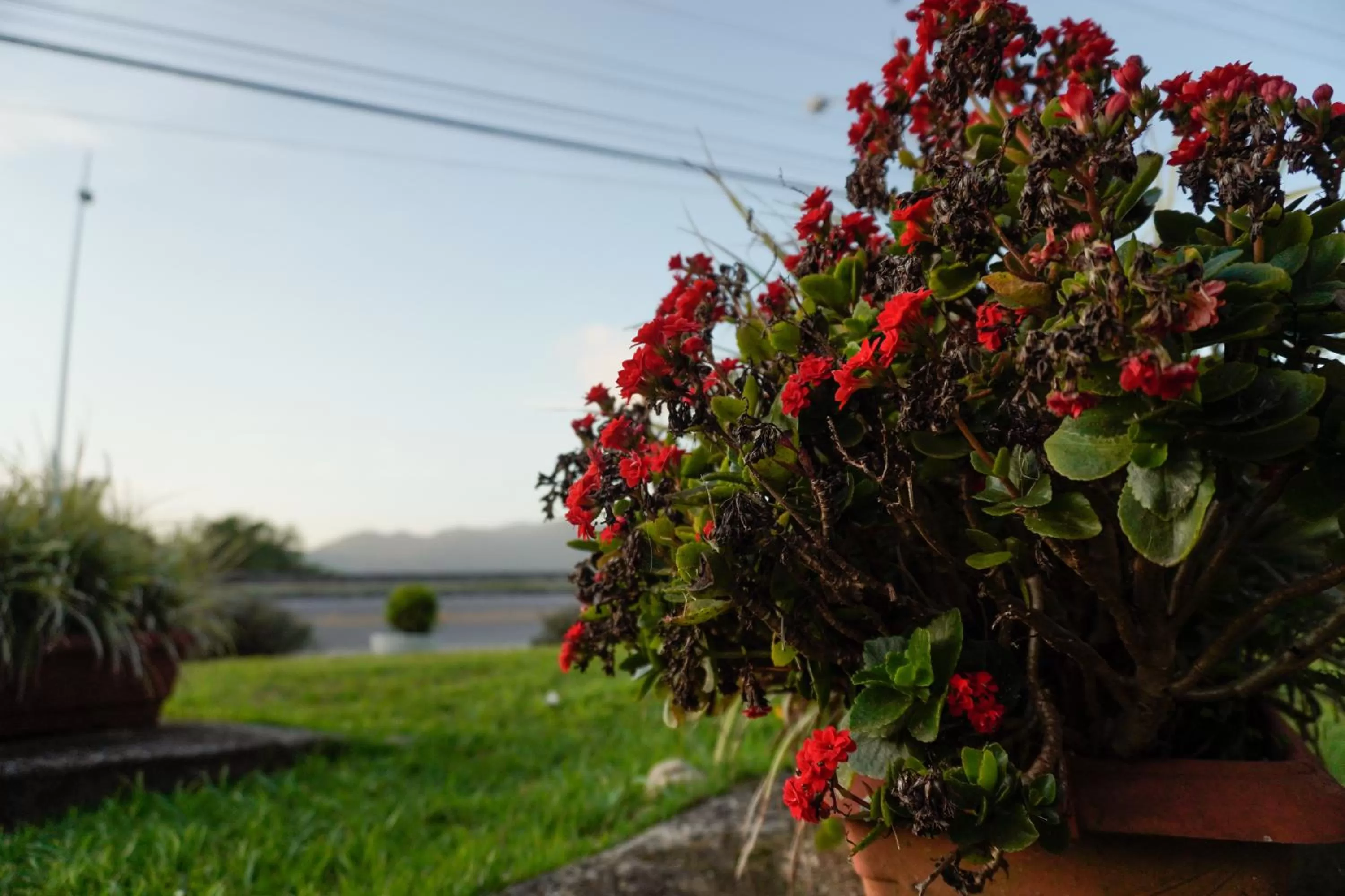 Garden in Pousada Dunasol Floripa