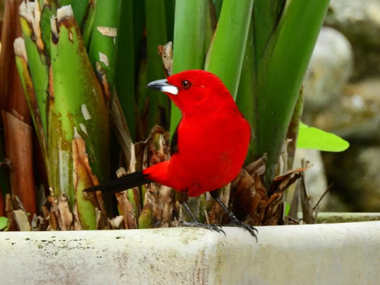 Natural landscape in Mar e Praia Hotel