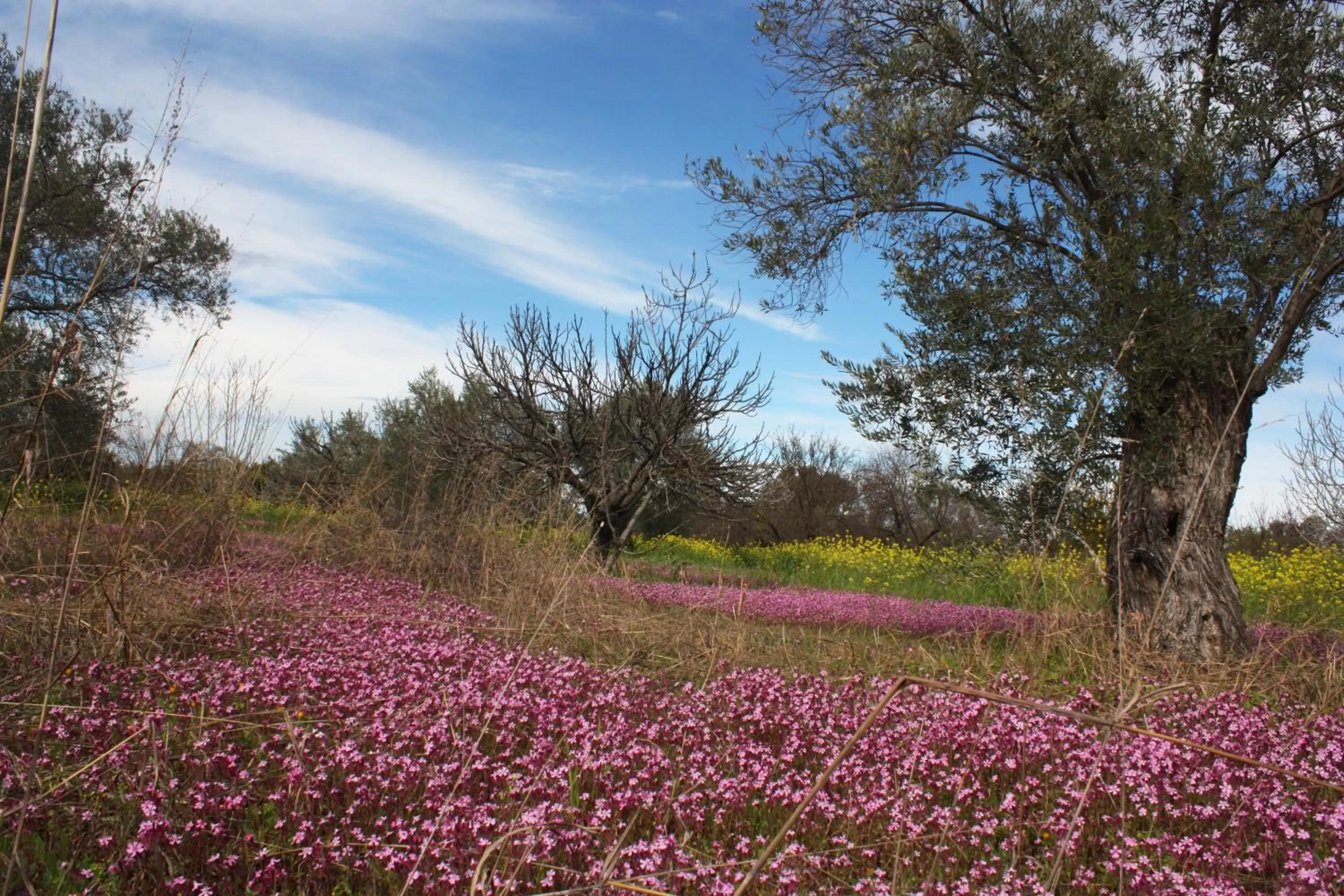 Aperanti Agrotourism