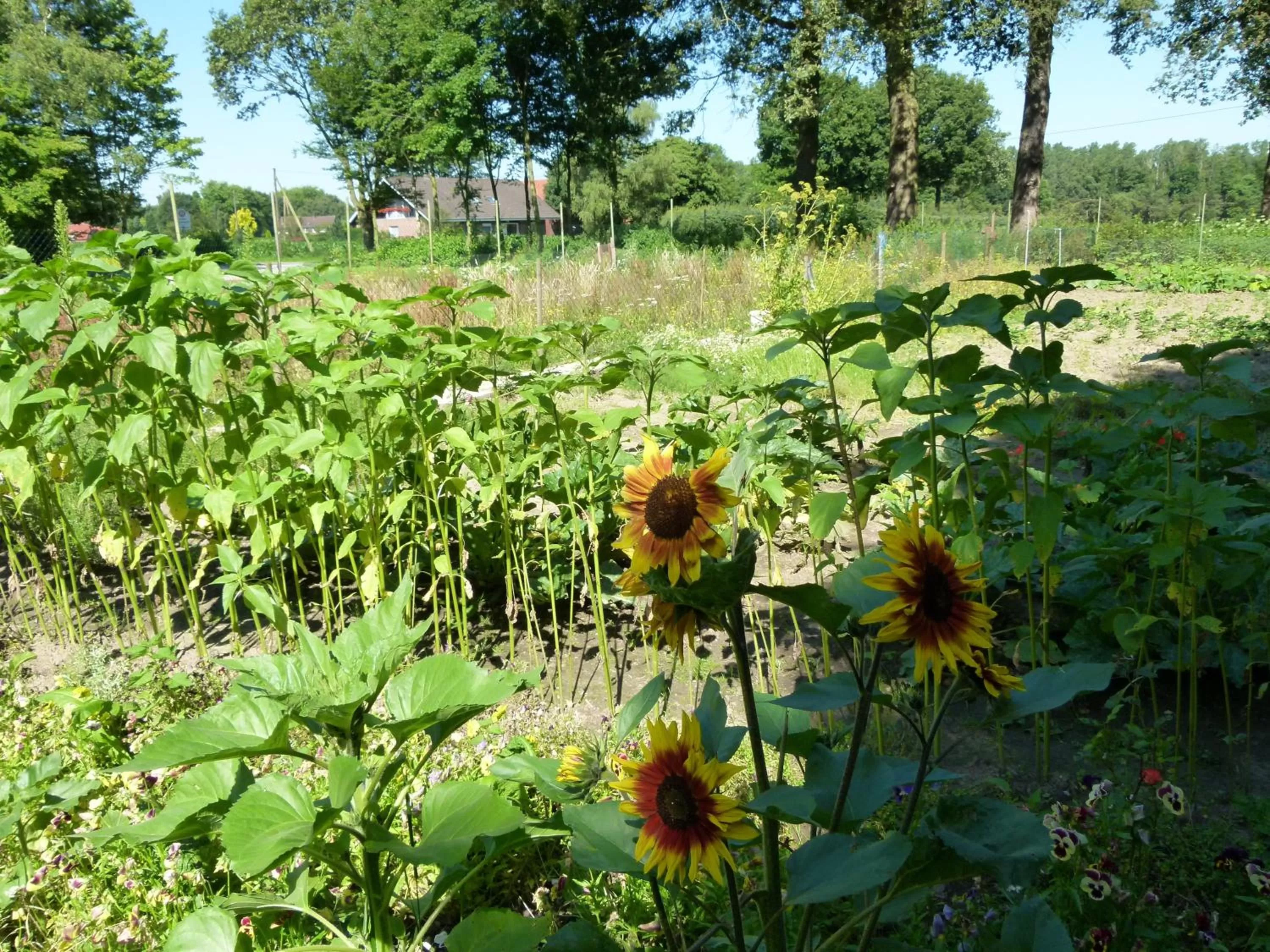 Garden in Gästehaus Grunewald Bed & Breakfast