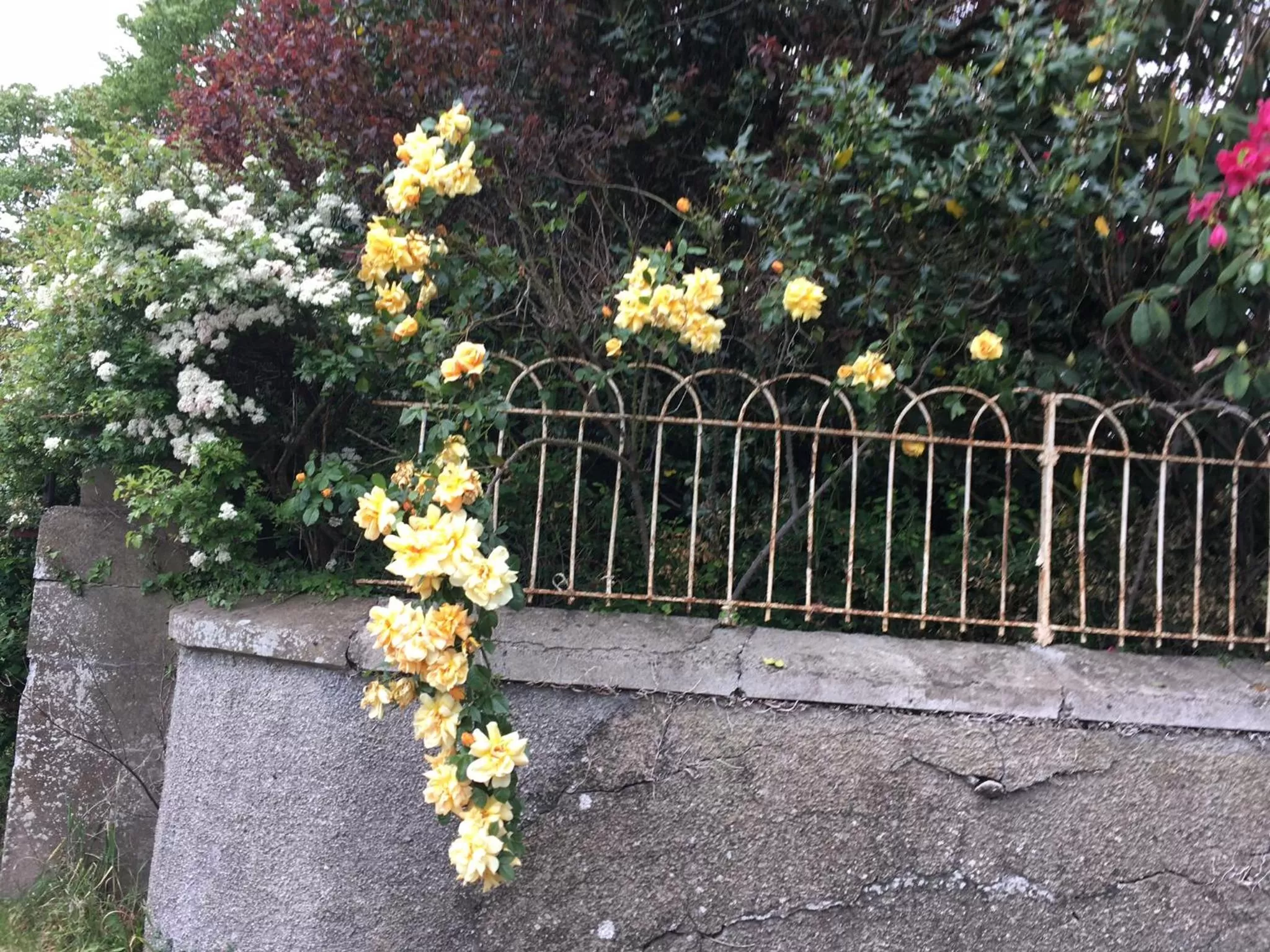 Garden in Crookedstone House