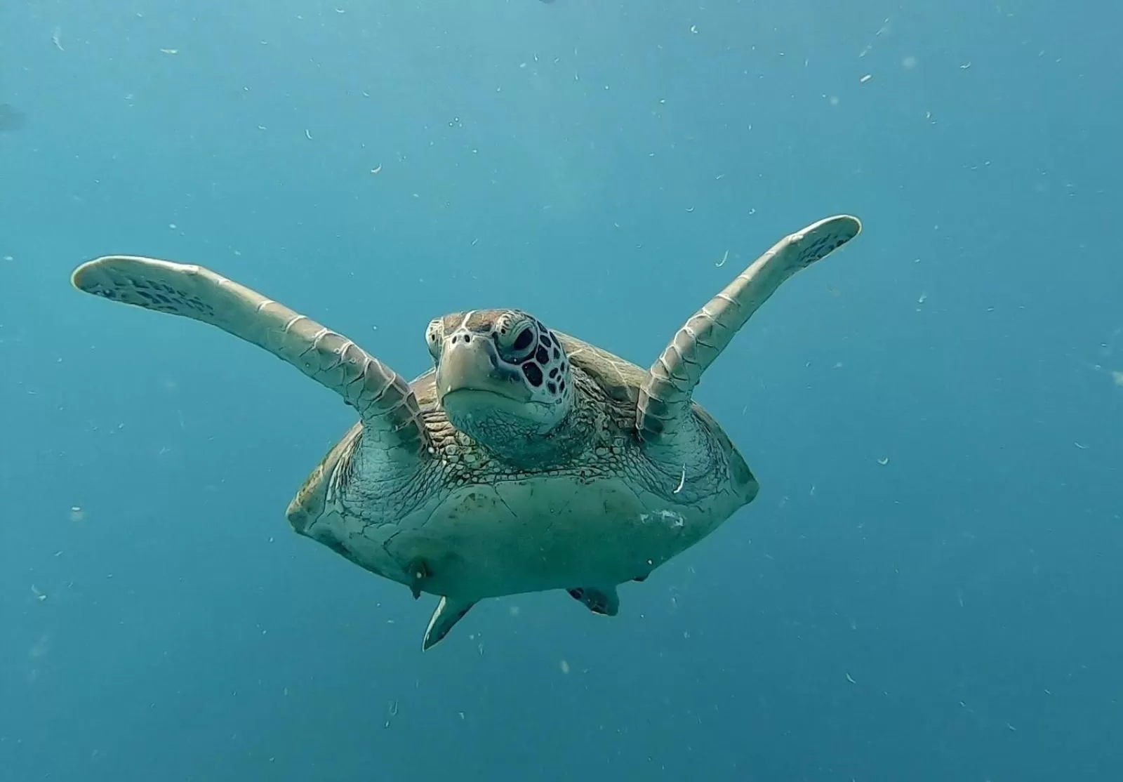 Animals in Pescador View - Beach Resort & Restaurant