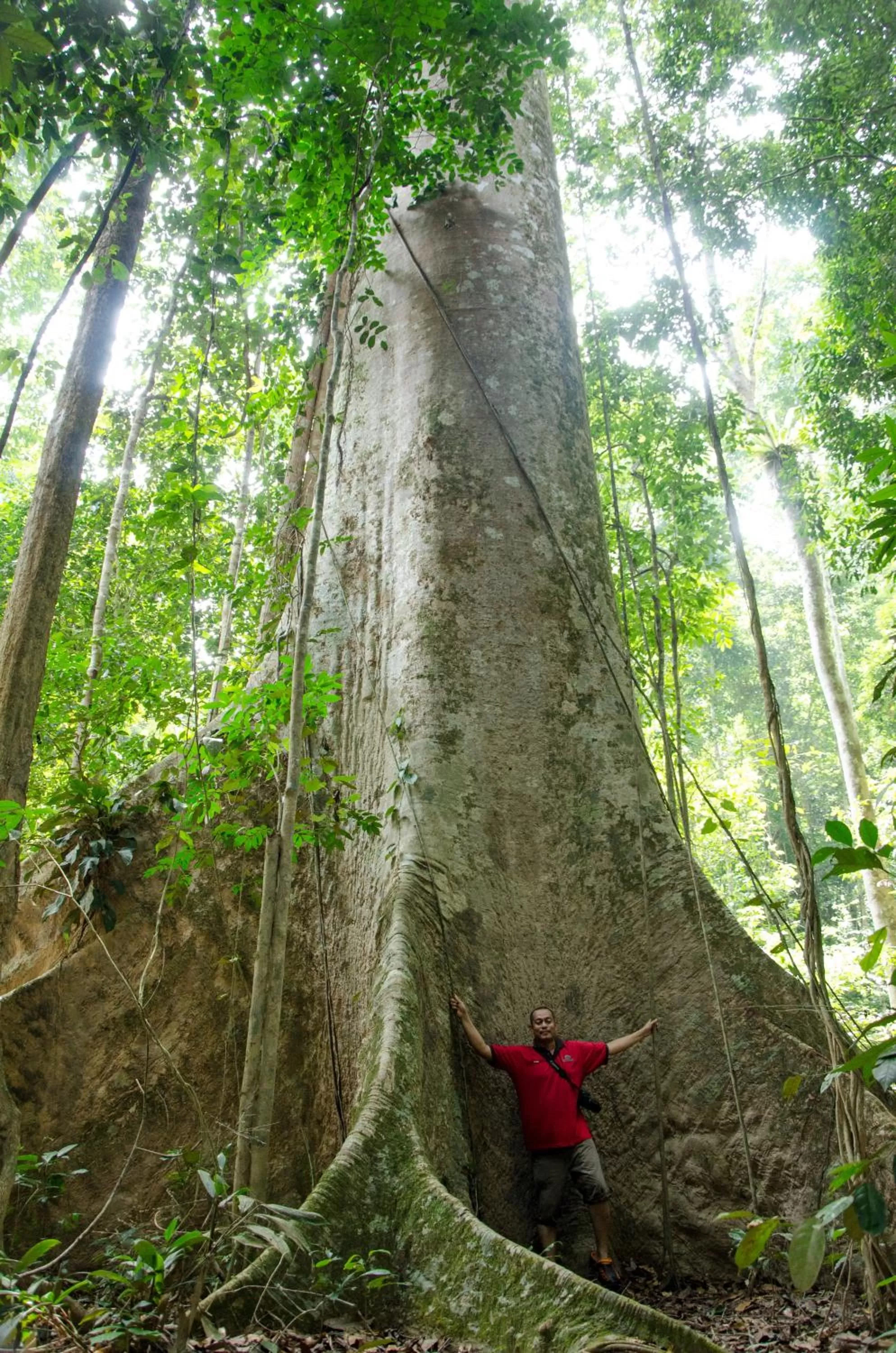 Natural landscape in Mutiara Taman Negara