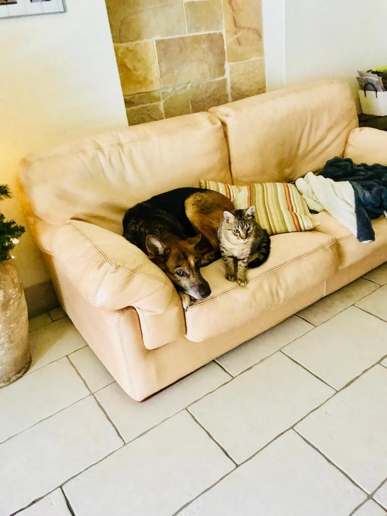 Pets in Hotel Bella Napoli ristorante & spa