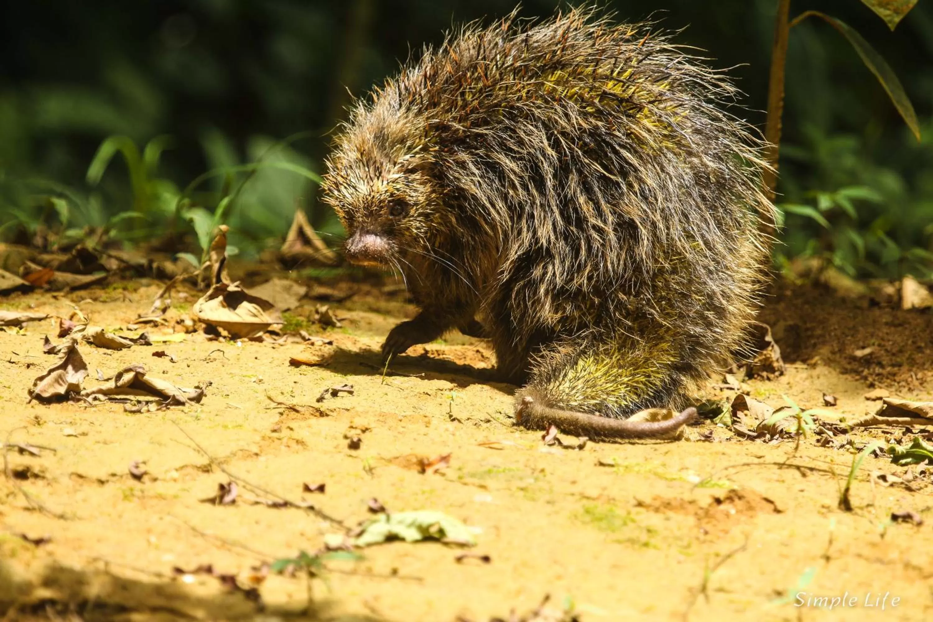 Animals in Sitio Simple Life