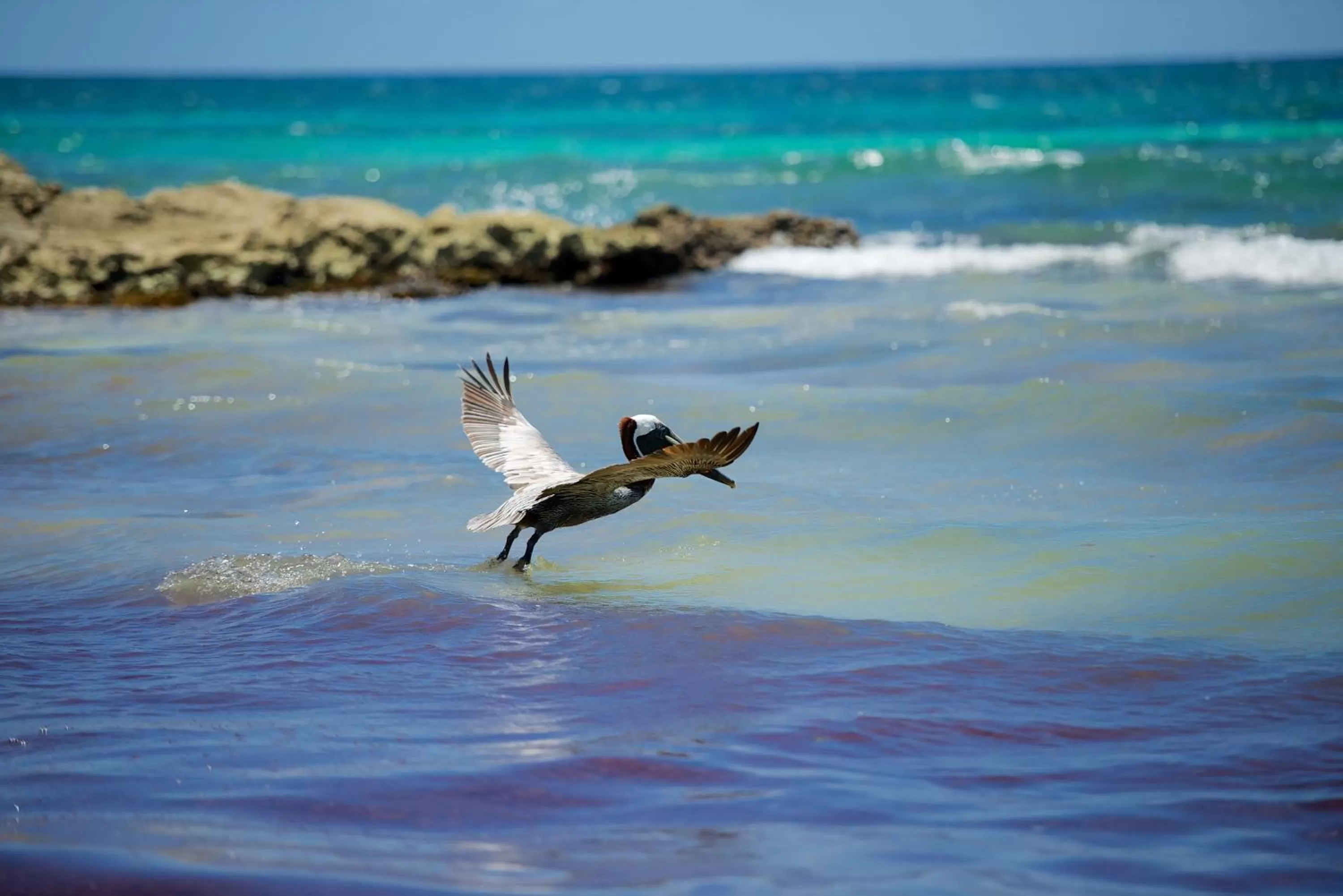 Animals in Zamas Hotel