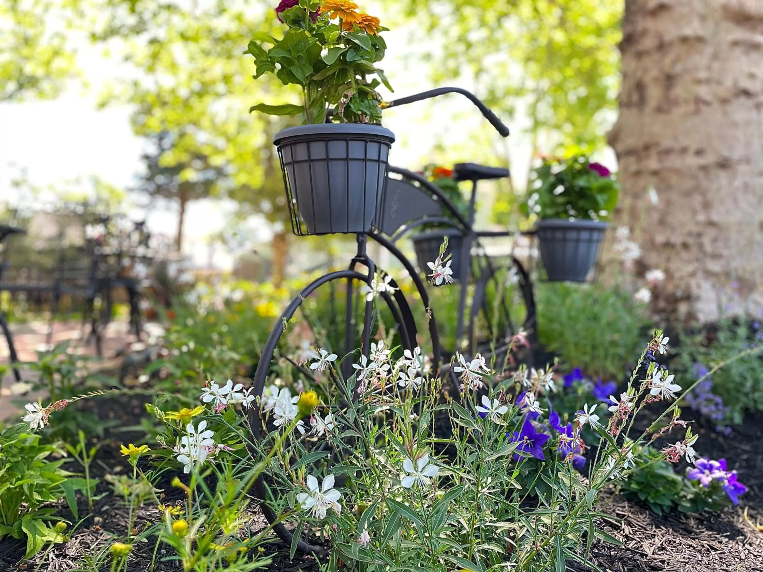 Buttonwood Boutique Hotel