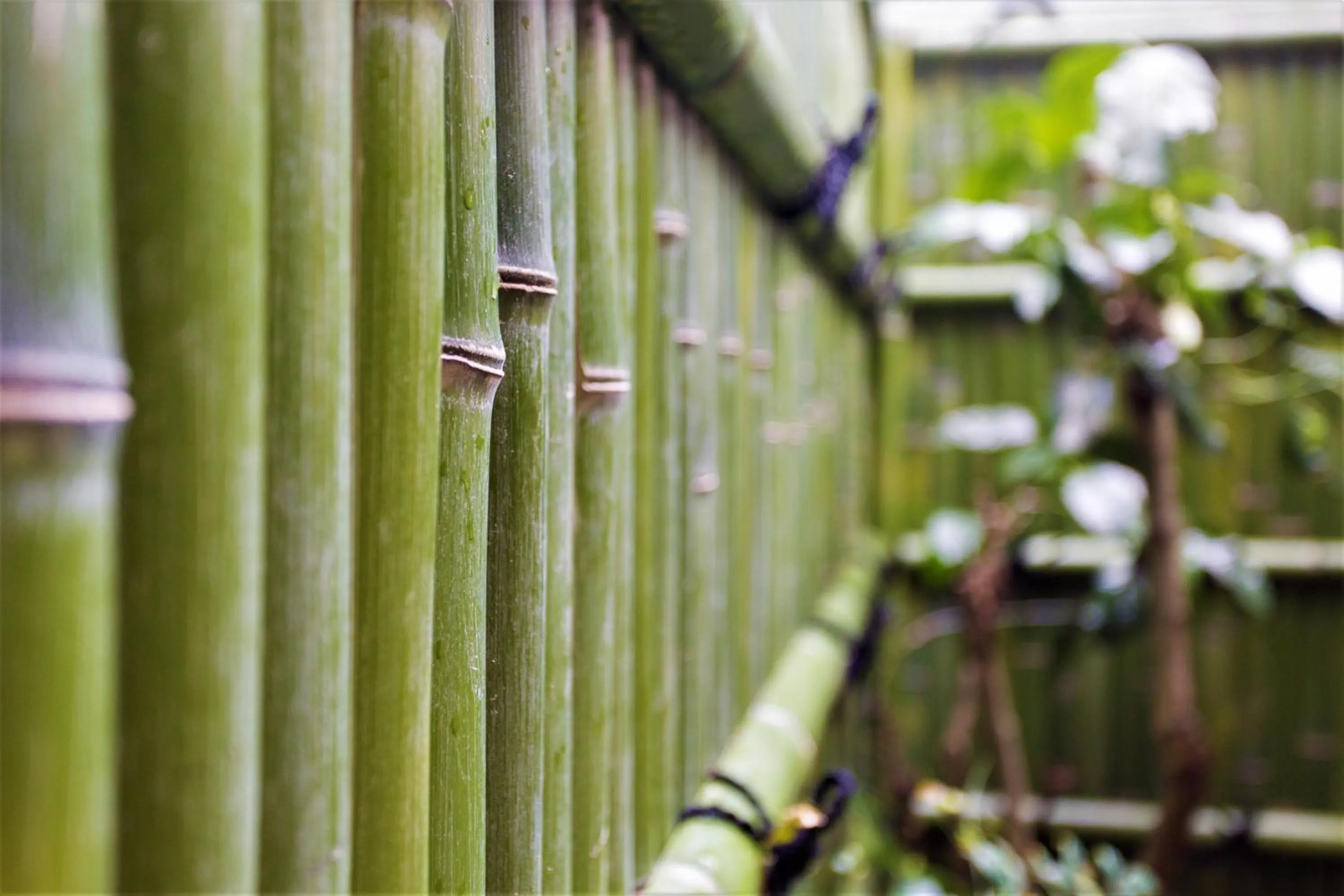 Garden in Guest House Kyorakuya Kinkakuji