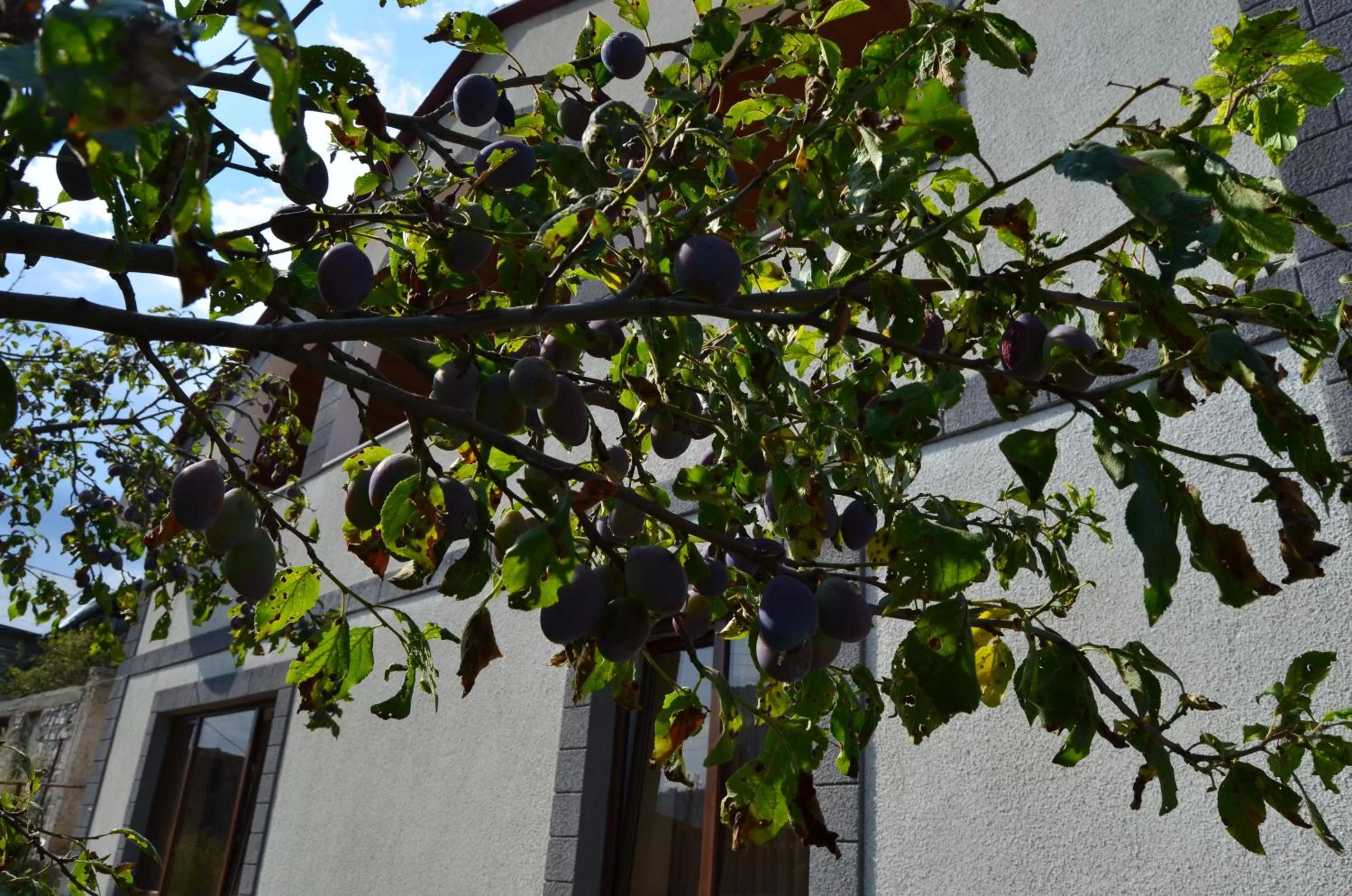 Property building in Green Dilijan B&B