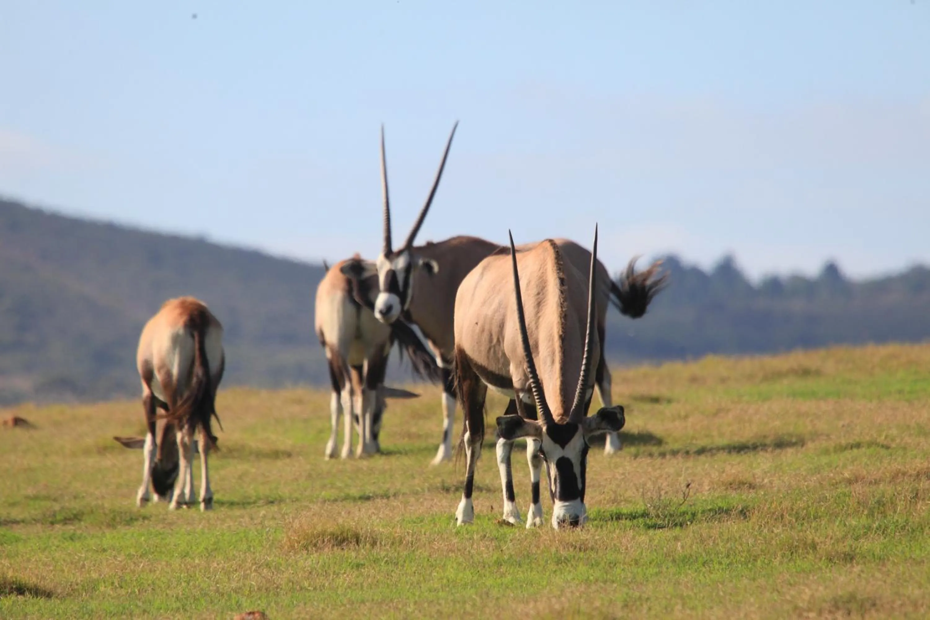 View (from property/room) in Garden Route Game Lodge