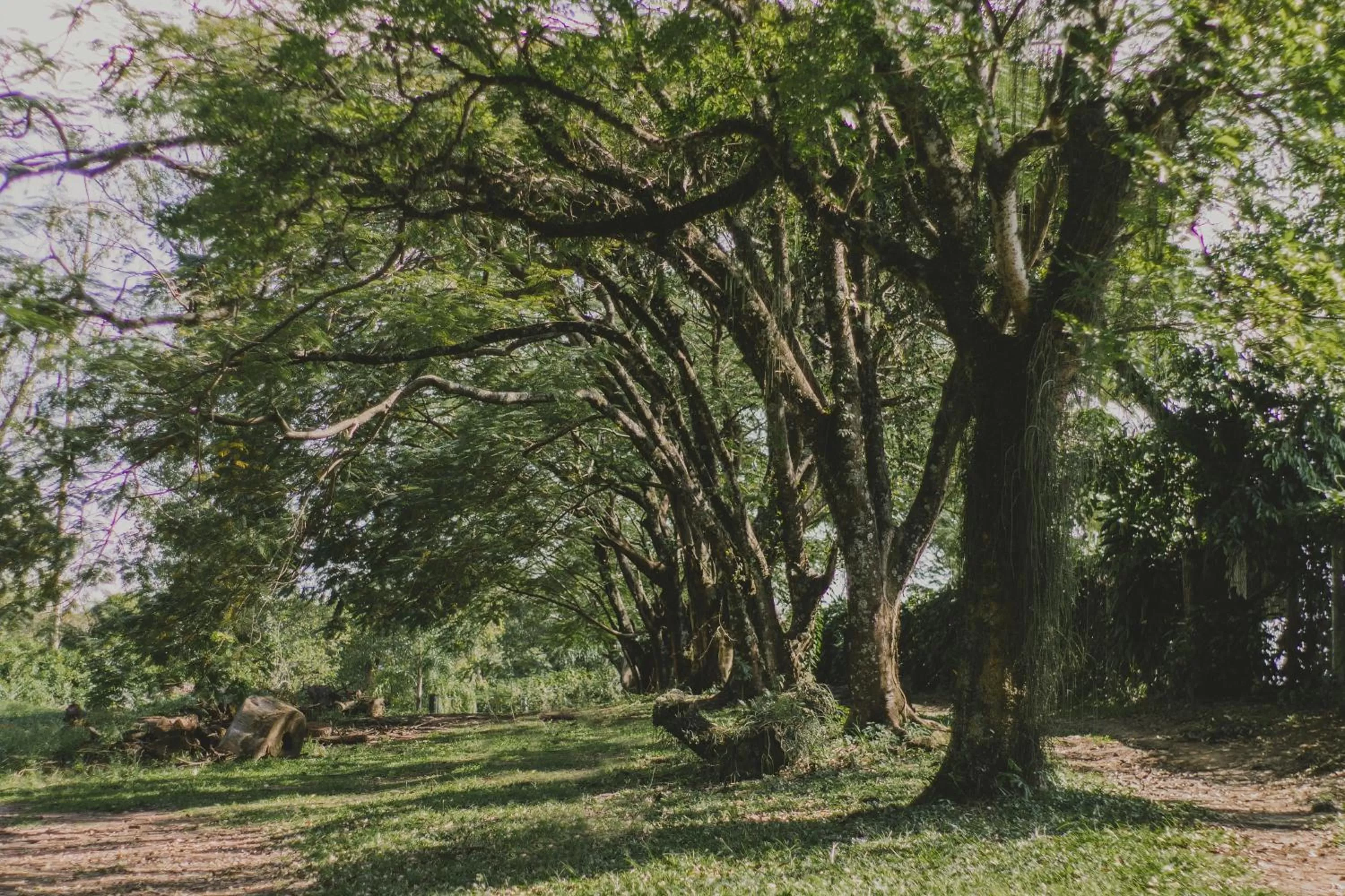 Natural landscape in Hotel Resort e Golfe Clube dos 500